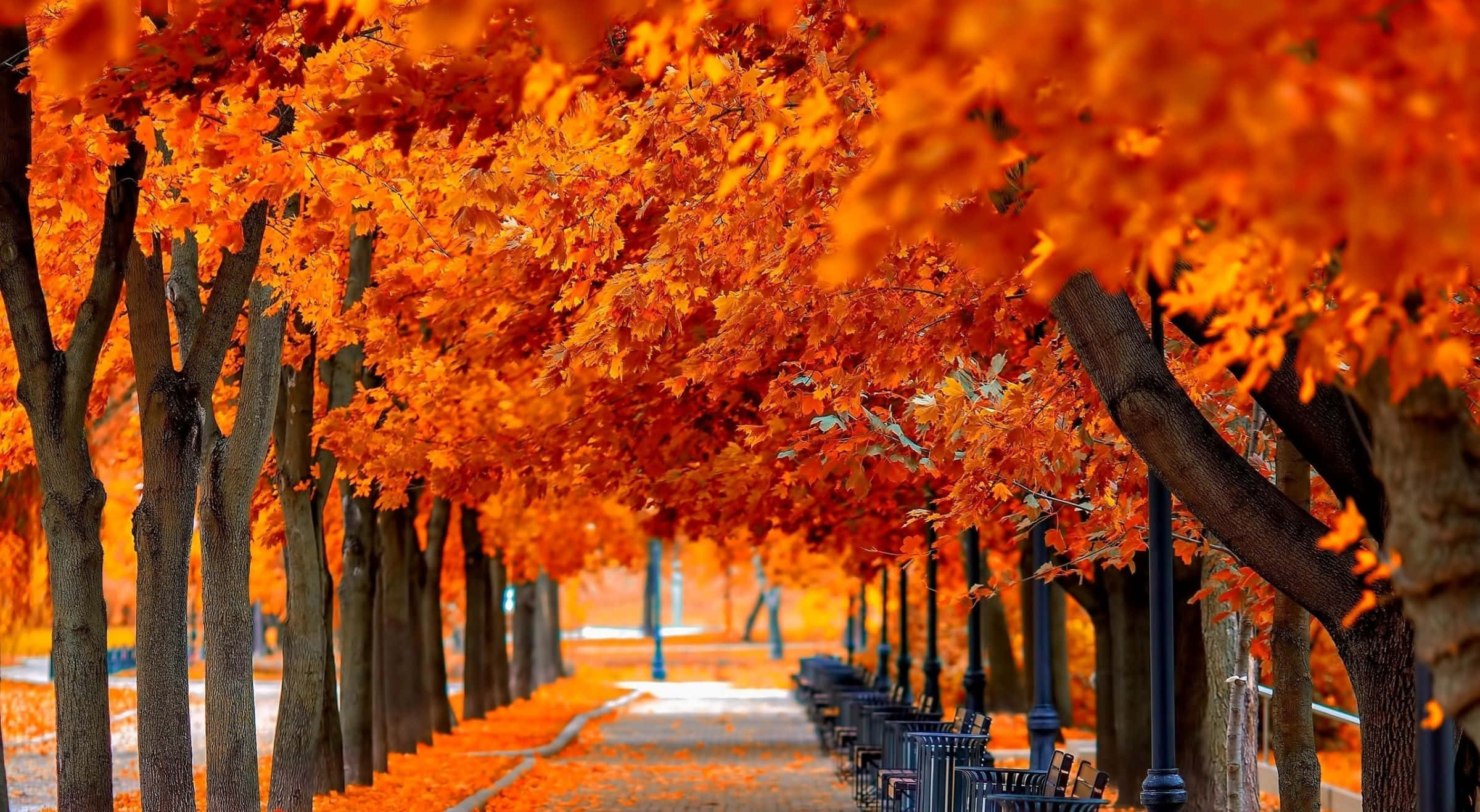 Autumn Season 桌布 壁紙 — 一條充滿活力的秋天小徑，兩旁種滿了火紅橙葉的樹木，在頭頂形成隧道效果。