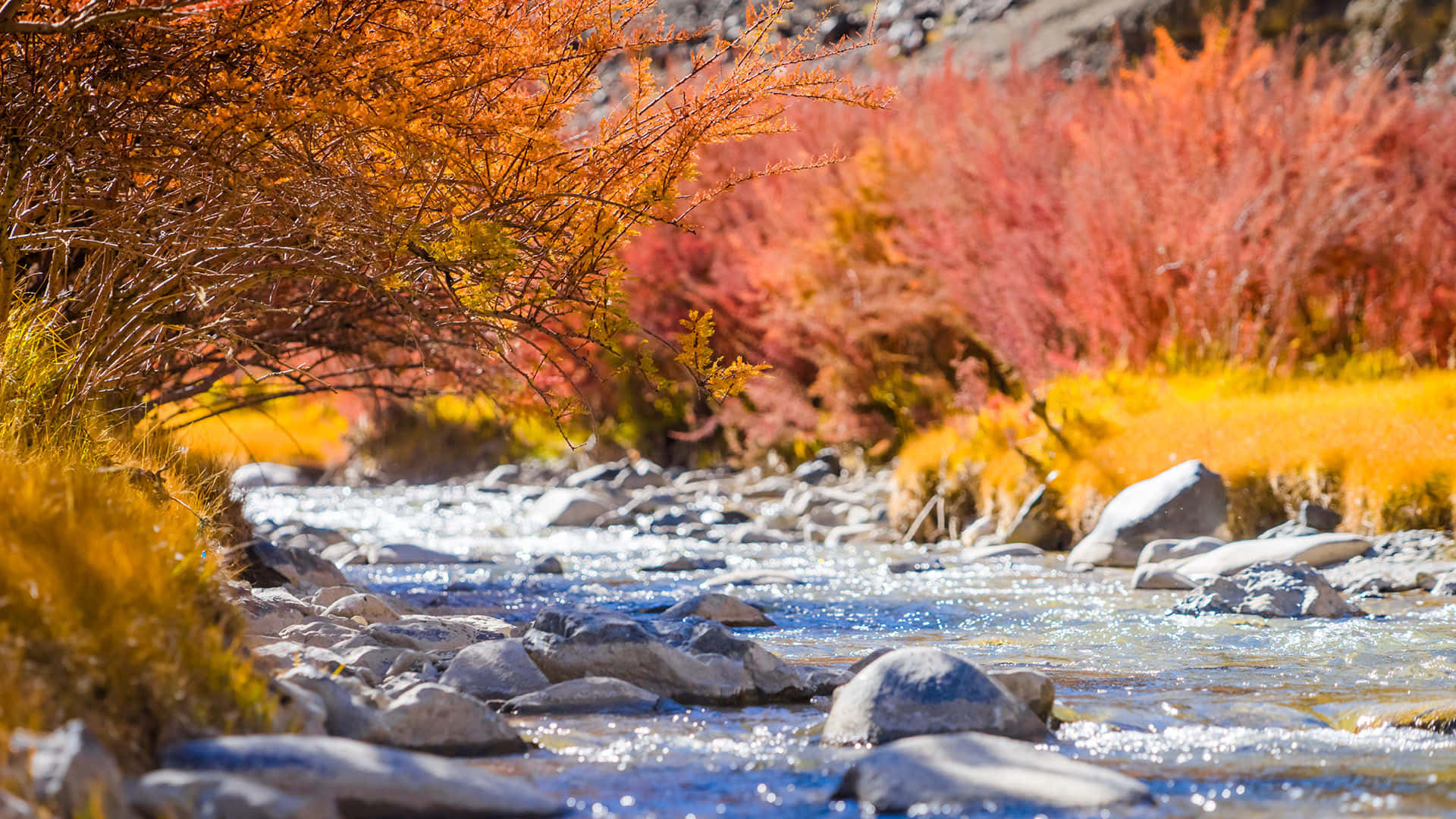 Autumn Fall 桌布 壁紙 — 一條充滿活力的秋天溪流流過岩石，周圍是火紅的橙色和紅色樹葉，在明亮的陽光下。
