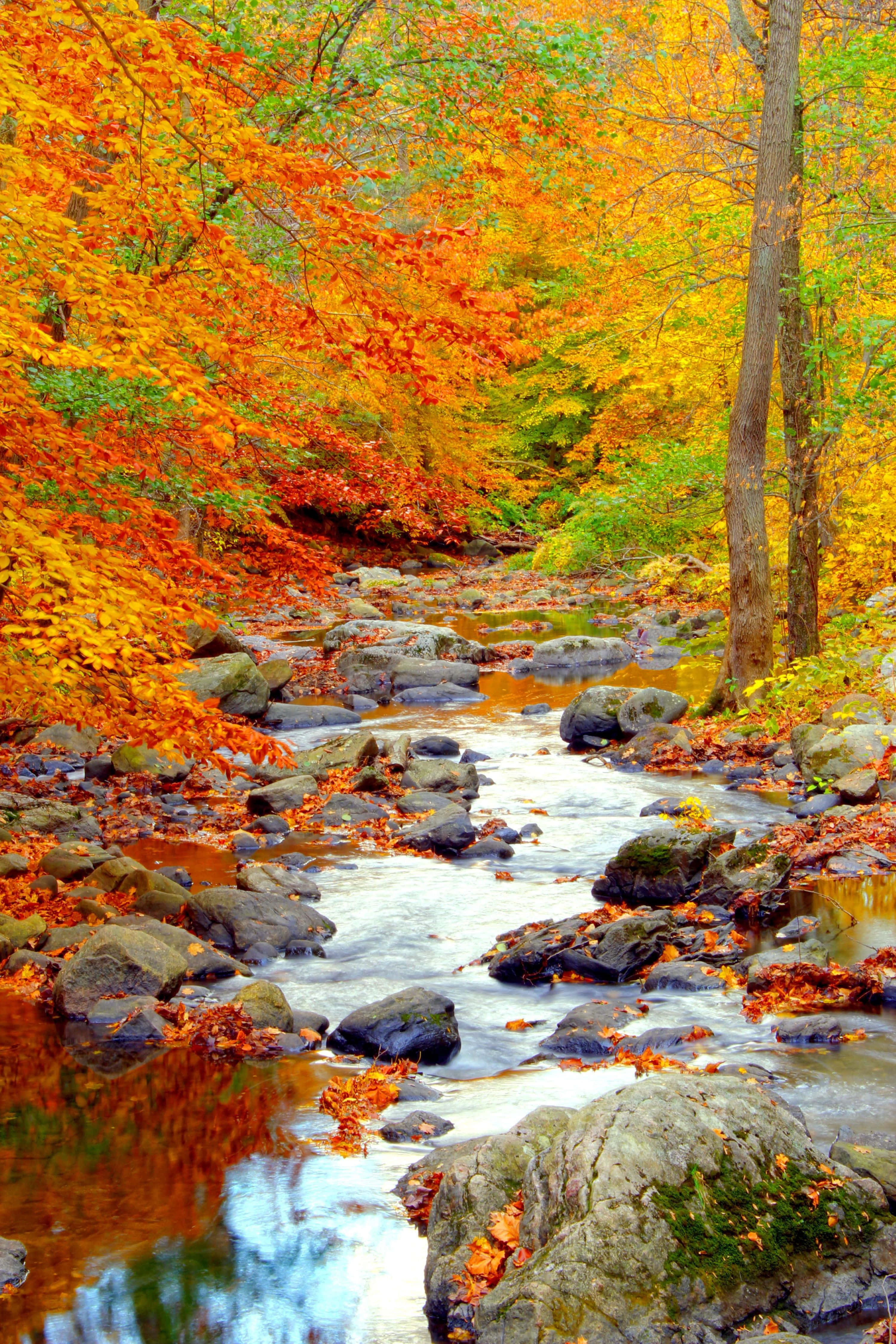 Fall Photography 桌布 壁紙 — 一條充滿活力的秋天溪流蜿蜒穿過一片樹林，樹林裡橙、黃、紅的樹葉如火般燃燒，倒映在清澈的水中，流過長滿青苔的岩石。