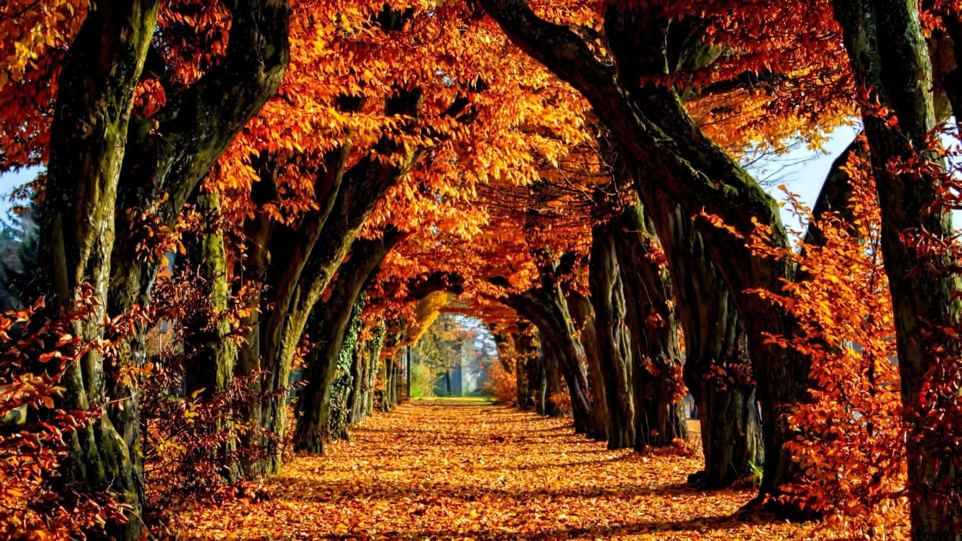 秋季 桌布 壁紙 — 一條充滿活力的秋天隧道，由火紅的橙色楓樹拱起，覆蓋在一條鋪滿落葉的小徑上。