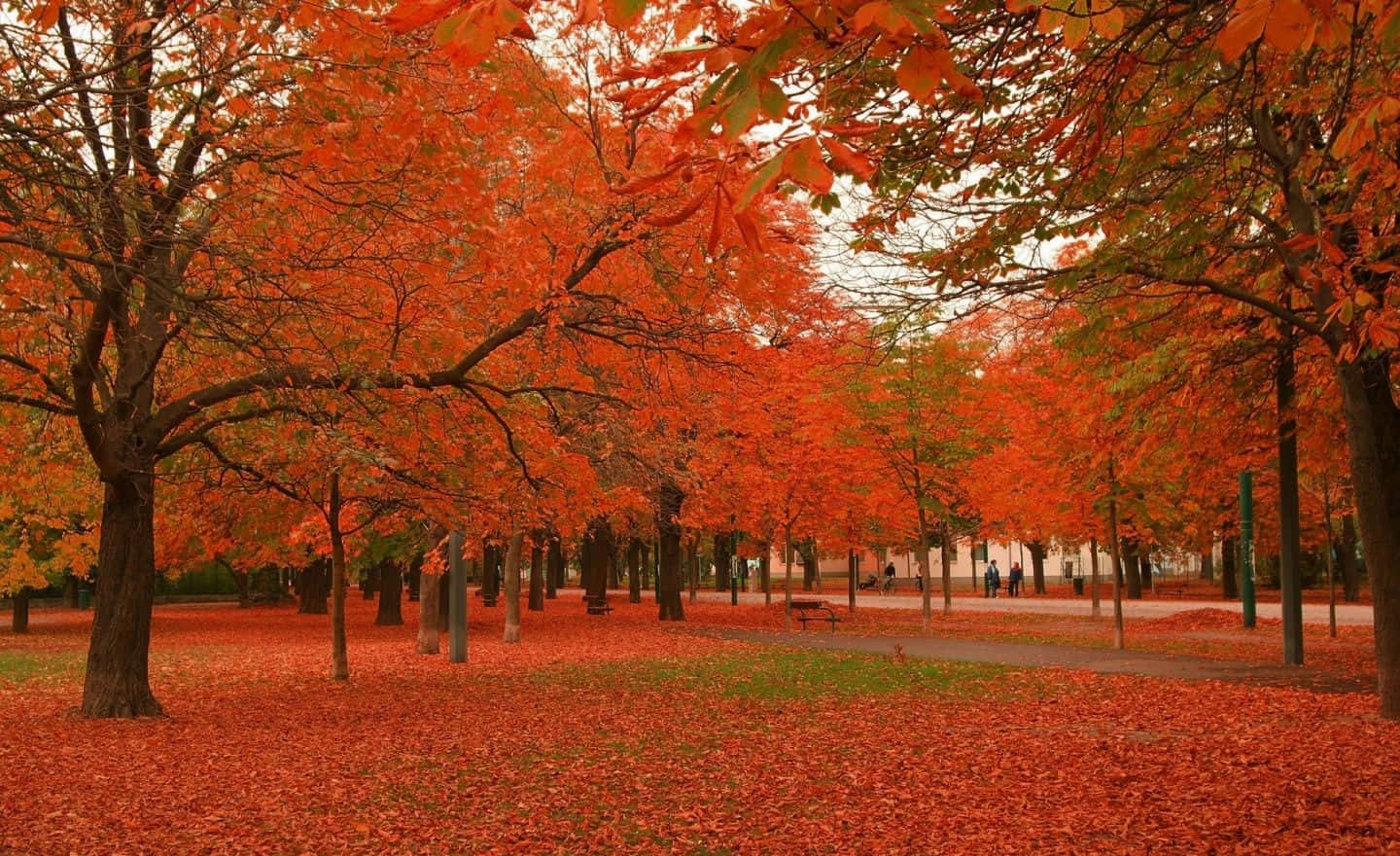 Autumn Colors 桌布 壁紙 — 一條充滿活力的秋季公園小徑，兩旁種滿火紅的楓樹，地上鋪滿落葉，在柔和日光下。