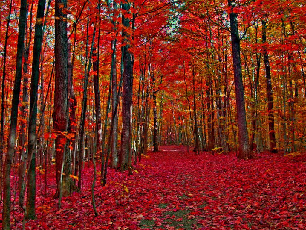 Colorful Trees 桌布 壁紙 — 一條充滿活力的秋季森林小徑，兩旁高聳樹木林立，地上鋪滿火紅的落葉，天空柔和。