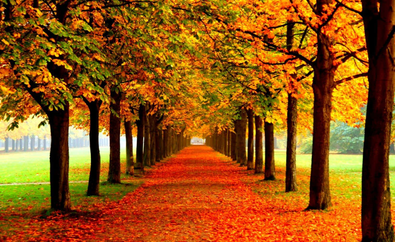 Fall Leaves 桌布 壁紙 — 一條充滿活力的秋日小徑，兩旁樹木的金黃葉子鋪滿地面，並在上方拱成色彩隧道。