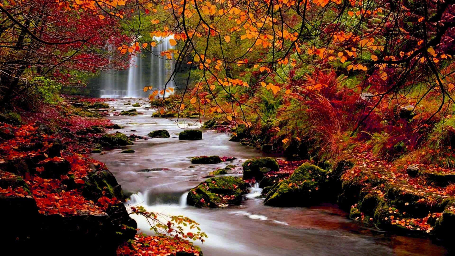 Autumn Foliage 桌布 壁紙 — 一條充滿活力的秋日森林溪流流過長滿青苔的岩石，流向遠處的瀑布，周圍環繞著火紅、橙色和金色的樹葉。