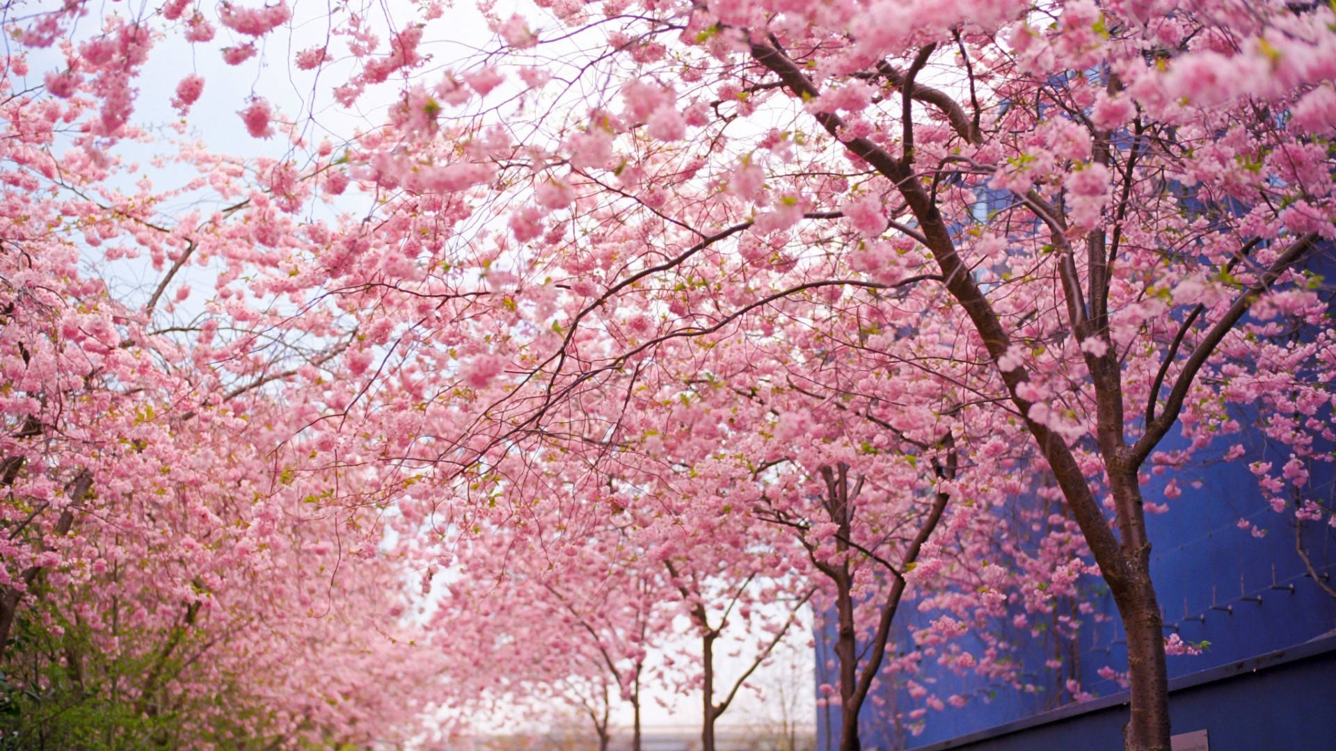 Cherry Blossom Tree 桌布 壁紙 — 一條充滿活力的粉紅色櫻花隧道在明亮的天空下，拱形覆蓋在一座柔和的藍色建築上。