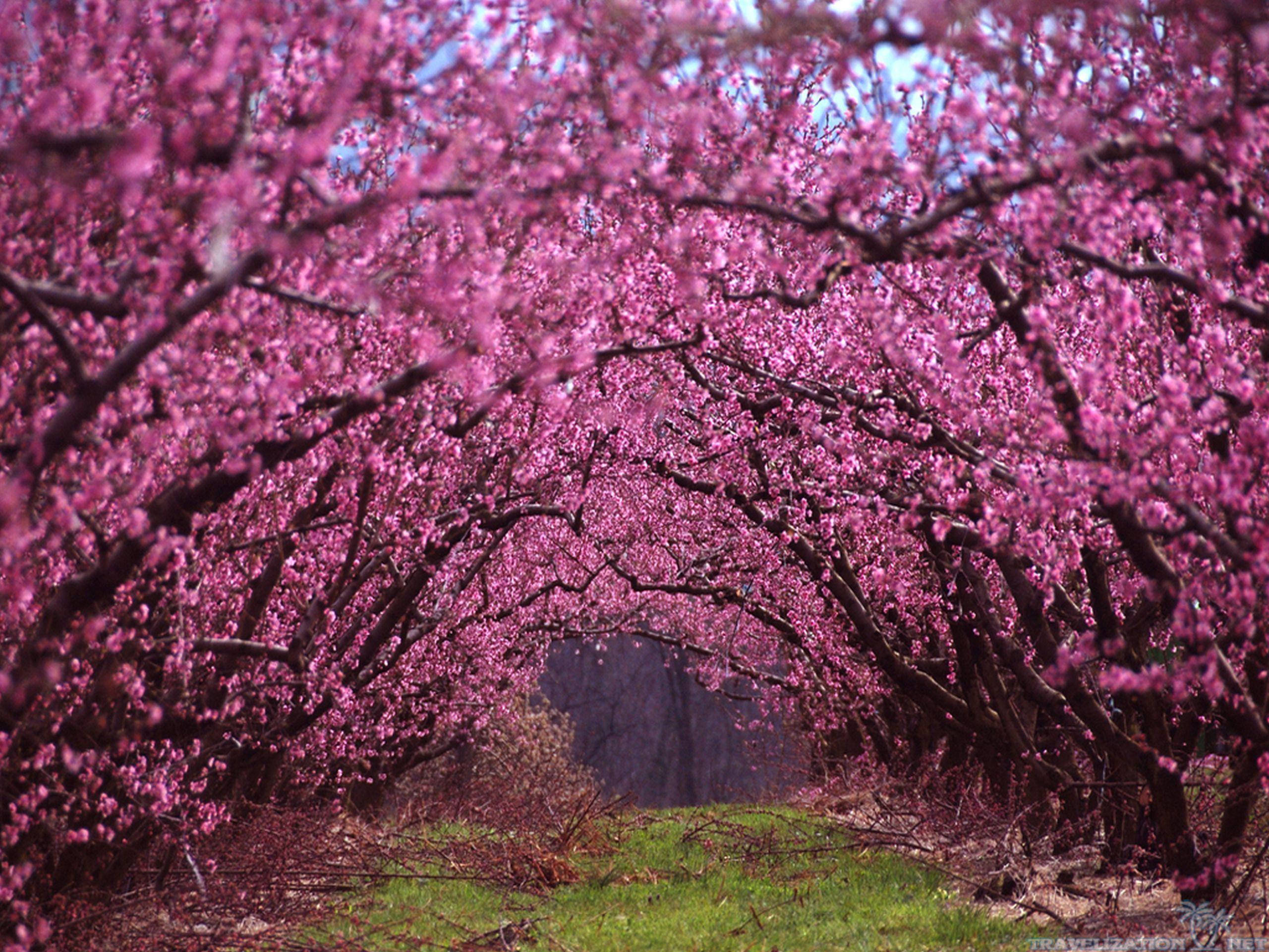 Most Beautiful Spring 桌布 壁紙 — 一條充滿活力的粉紅色花朵隧道在晴朗的藍天下拱起在草地小徑上。