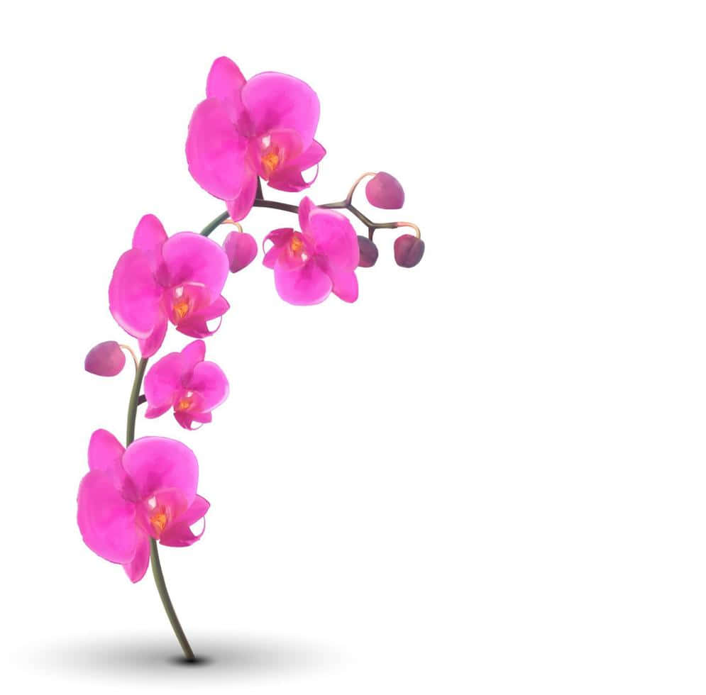 Orchid 桌布 壁紙 — 一條充滿活力的粉紅色蘭花枝條，盛開的花朵和花蕾在潔白的背景上優雅地彎曲。