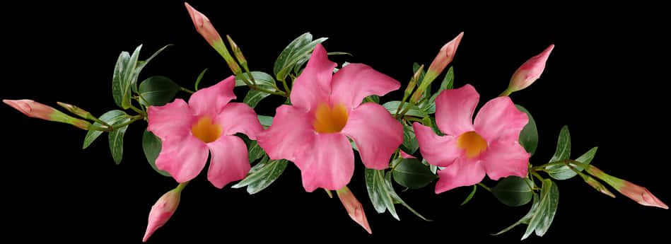 Pink Flower 桌布 壁紙 — 一條充滿活力的粉紅色開花藤蔓，帶有黃色花心和綠色葉子，在純黑色背景上優雅地拱起。
