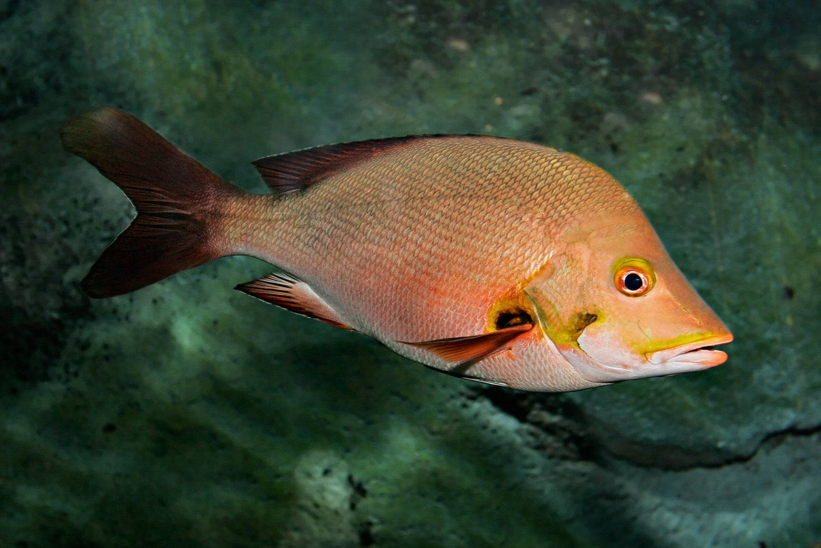 一條粉紅鯛魚在水下綠色岩石附近游動。 — 水下動畫 壁紙