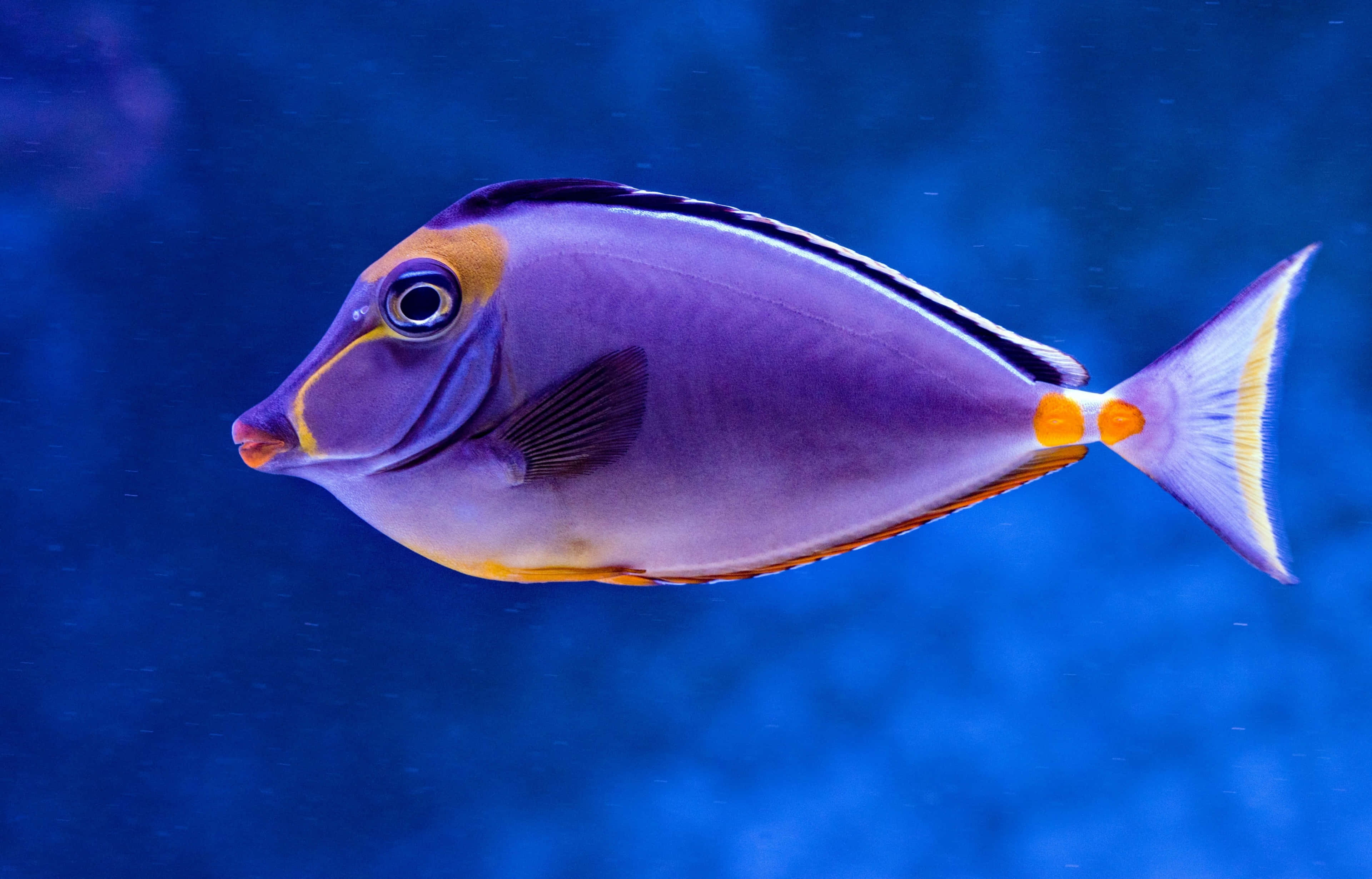 4K Fish 桌布 壁紙 — 一條充滿活力的紫色和橙色刺尾魚在深藍色海水中優雅地滑行。
