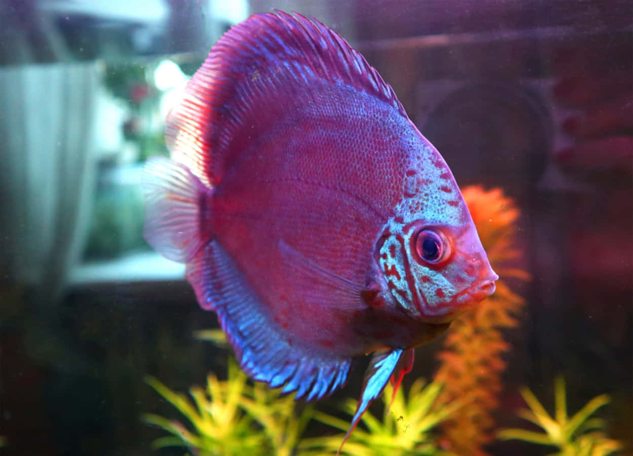 魚 桌布 壁紙 — 一條充滿活力的紫藍色神仙魚在柔和照明的魚缸中，在綠色和橙色的水生植物間優雅地游動。