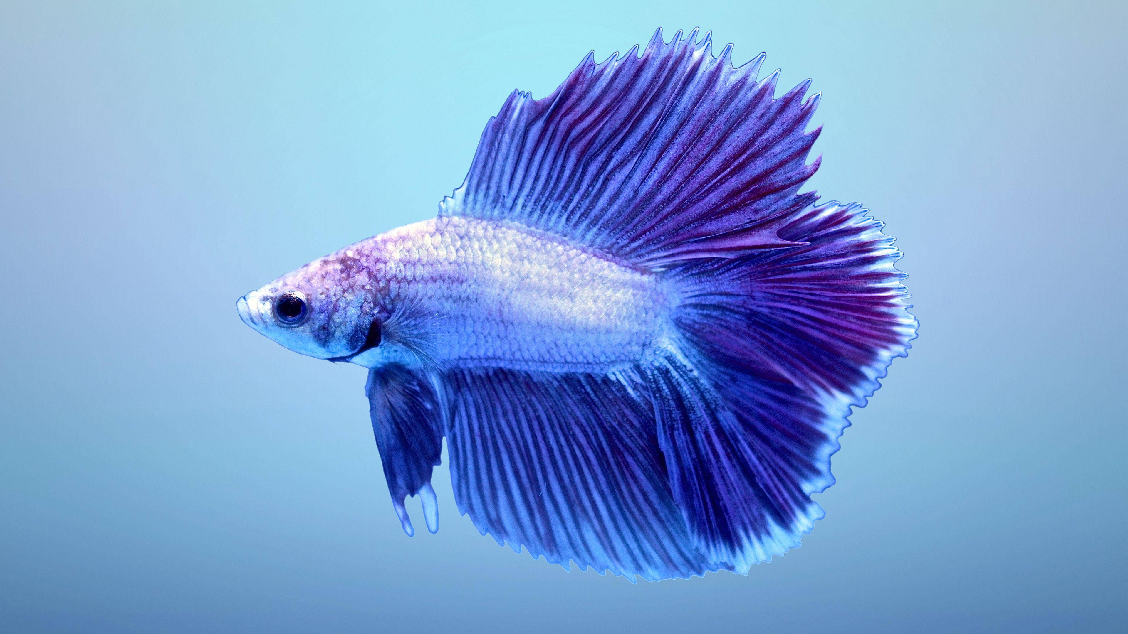 魚 桌布 壁紙 — 一條充滿活力的紫藍色鬥魚，擁有流動的魚鰭，在柔和的漸變藍色背景上優雅地游動。