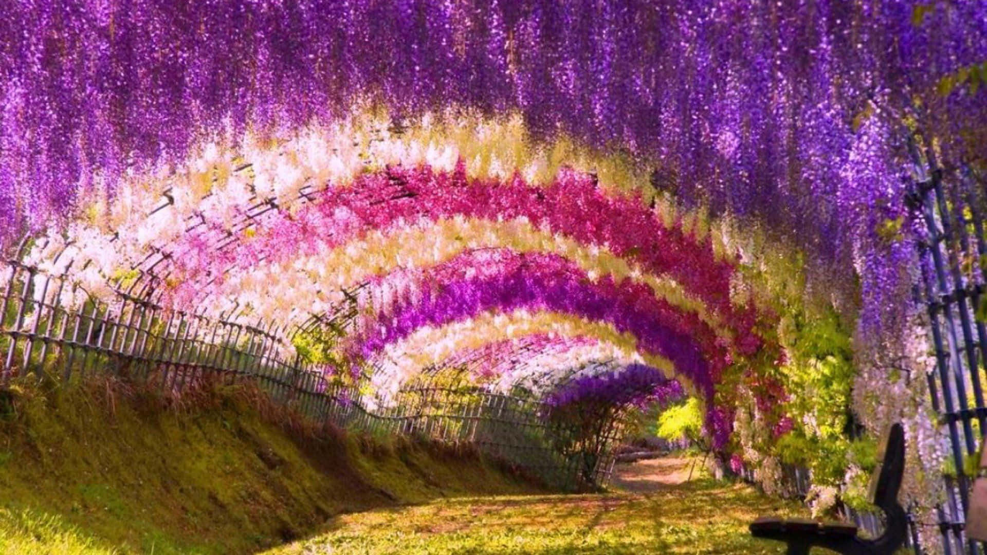 Garden 桌布 壁紙 — 一條充滿活力的紫藤花隧道，紫色、粉紅色和白色的花朵如瀑布般垂下，拱形覆蓋在陽光普照的草地上。