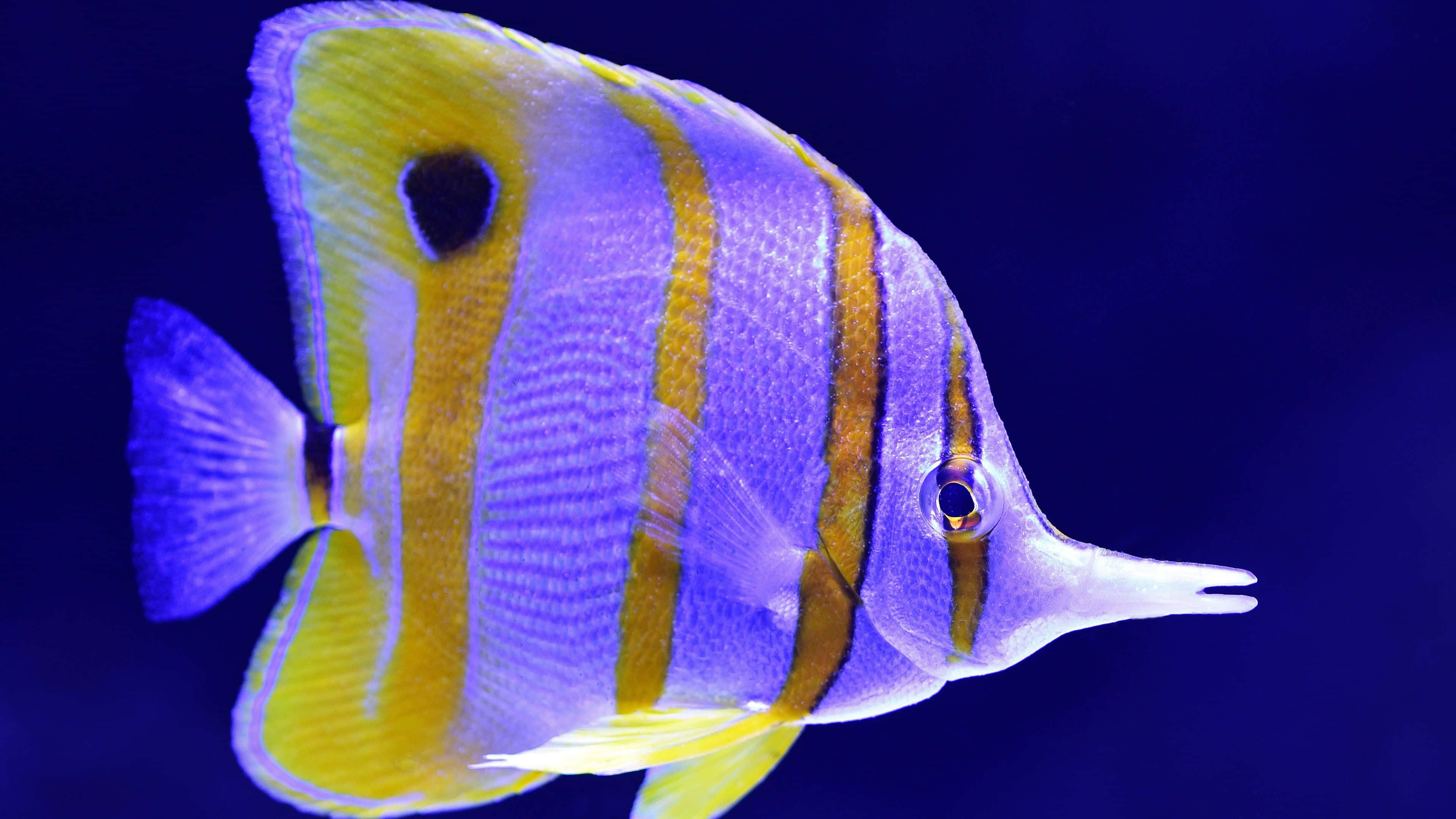 4K Fish 桌布 壁紙 — 一條充滿活力的紫黃蝴蝶魚在深藍色水景背景下優雅地游動。