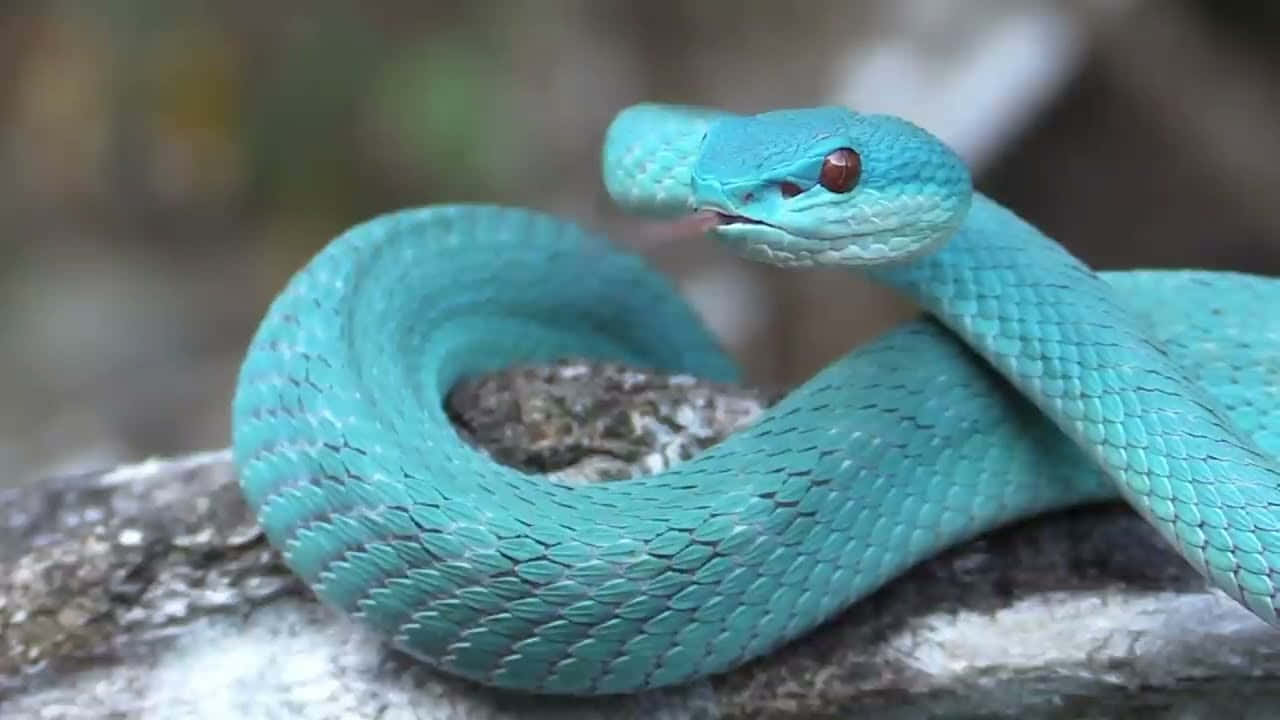 Scary Snake 桌布 壁紙 — 一條充滿活力的綠松色坑蝮蛇優雅地纏繞在長滿苔蘚的樹枝上，其紅色的眼睛和顫動的舌頭捕捉到強烈的專注力。