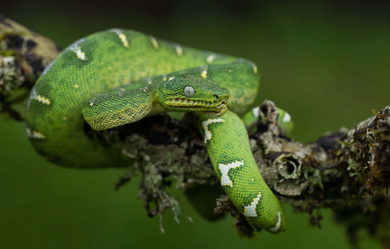 reptile 桌布 壁紙 — 一條充滿活力的綠樹蟒優雅地纏繞在茂密森林中長滿苔蘚的樹枝上。