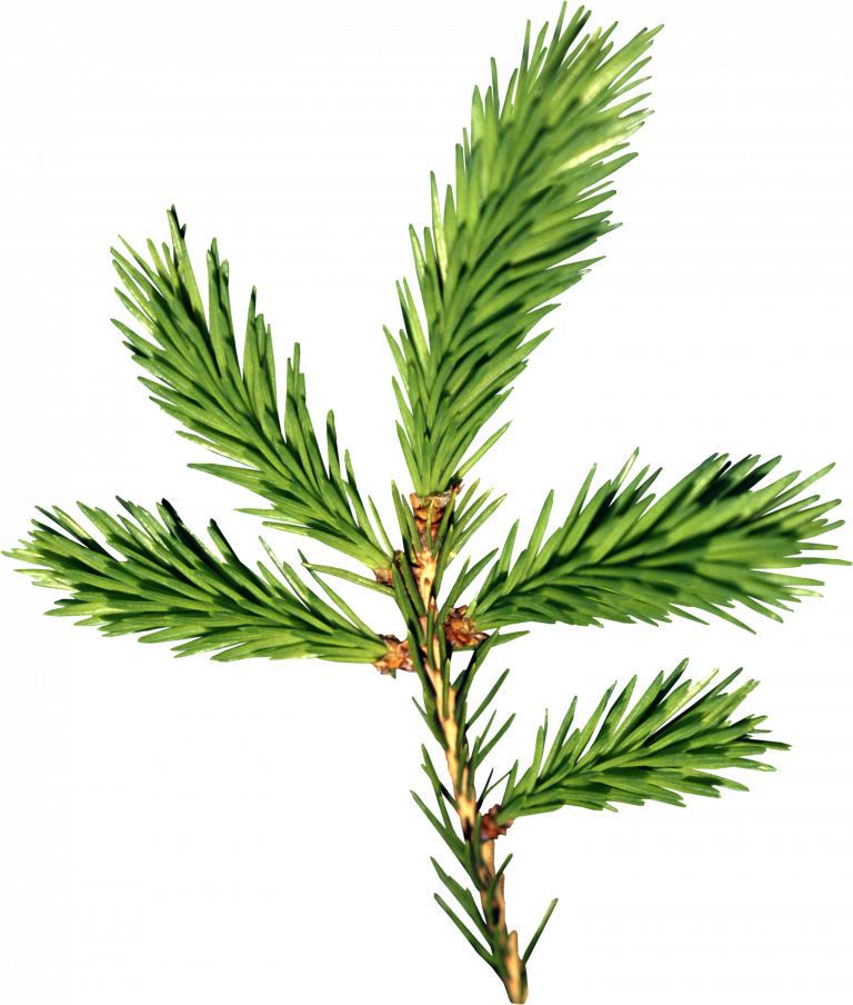 Tree Leaves 桌布 壁紙 — 一條充滿活力的綠色冷杉枝條，帶有針狀葉片和小小的棕色芽苞，在純黑背景上格外突出。