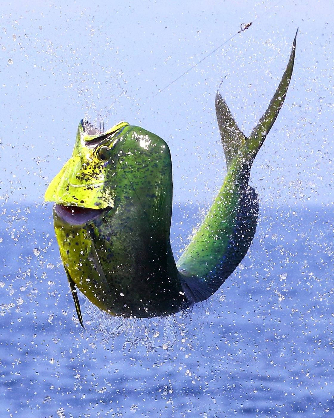 一條色彩繽紛的鬼頭刀魚跳出海水。 — 釣魚 GIF 壁紙