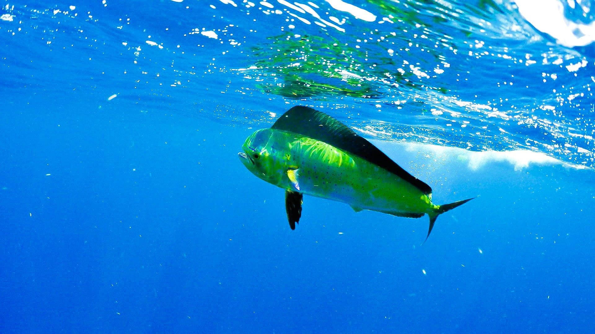 海洋 桌布 壁紙 — 一條充滿活力的綠色和黑色海豚魚在陽光照射的水面下，優雅地滑過清澈湛藍的海水。
