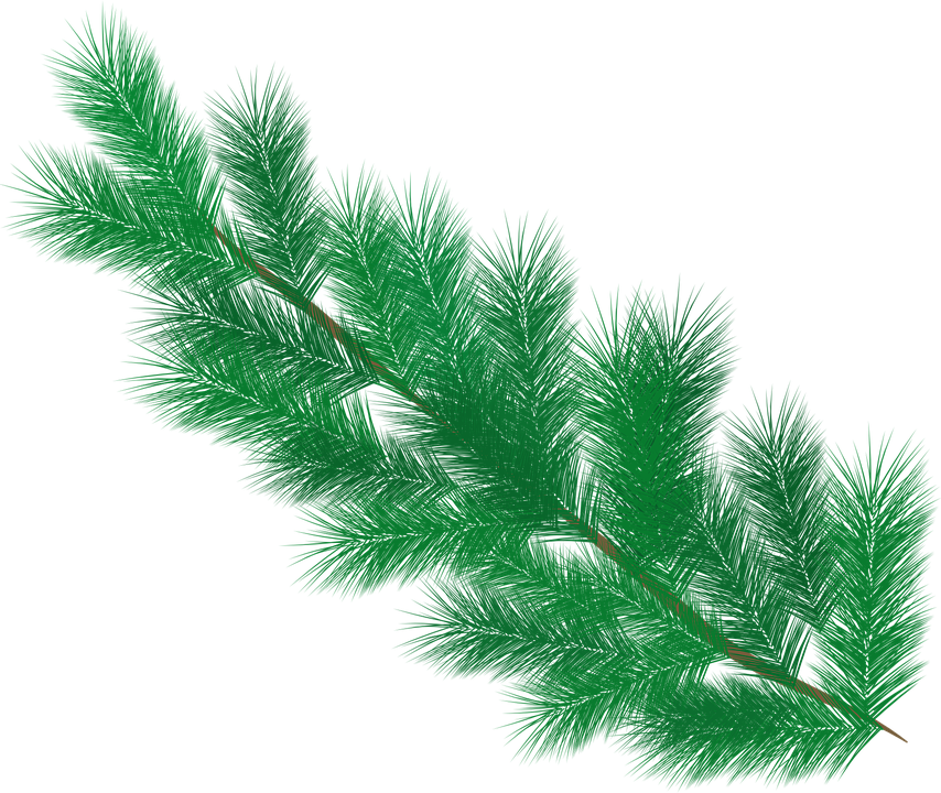 Tree Leaves 桌布 壁紙 — 一條充滿活力的綠色松樹枝，帶有細緻的針葉和棕色莖，襯托在純黑色背景上。