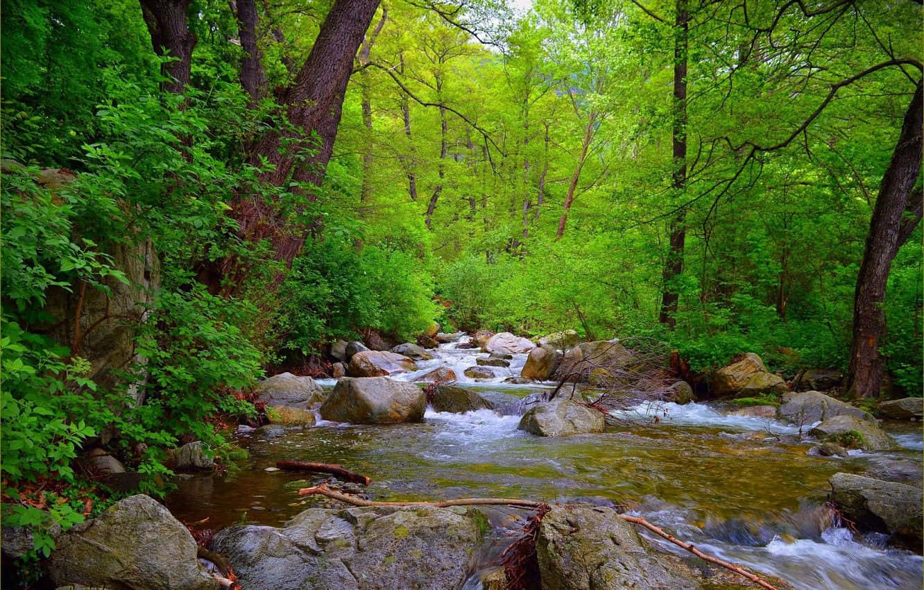 Spring River 桌布 壁紙 — 一條充滿活力的綠色森林溪流，在透過茂密樹冠過濾的斑駁陽光下，流過長滿苔蘚的岩石。