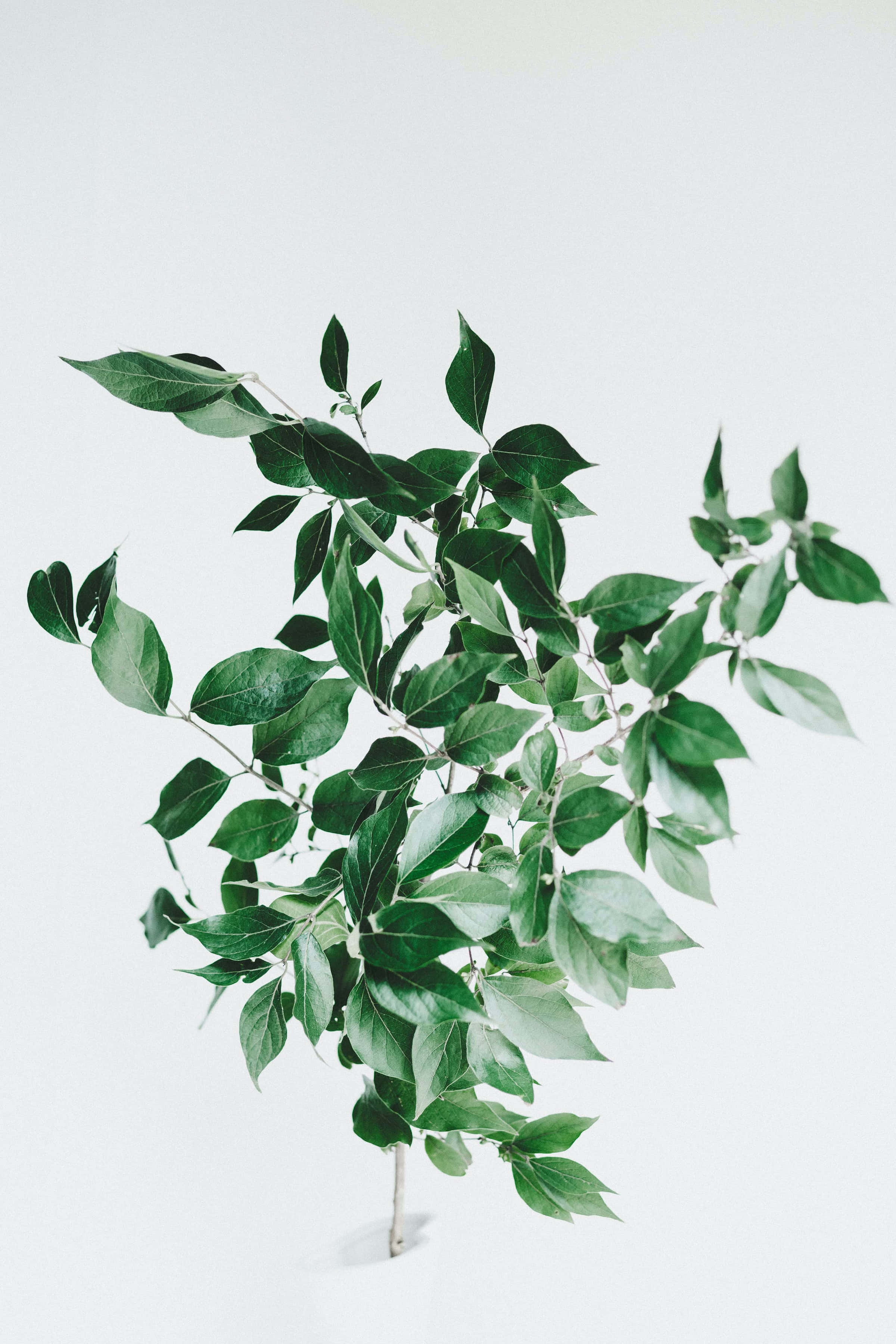 Plant 桌布 壁紙 — 一條充滿活力的綠色樹枝，帶有光澤的葉子，立在潔白的背景上。