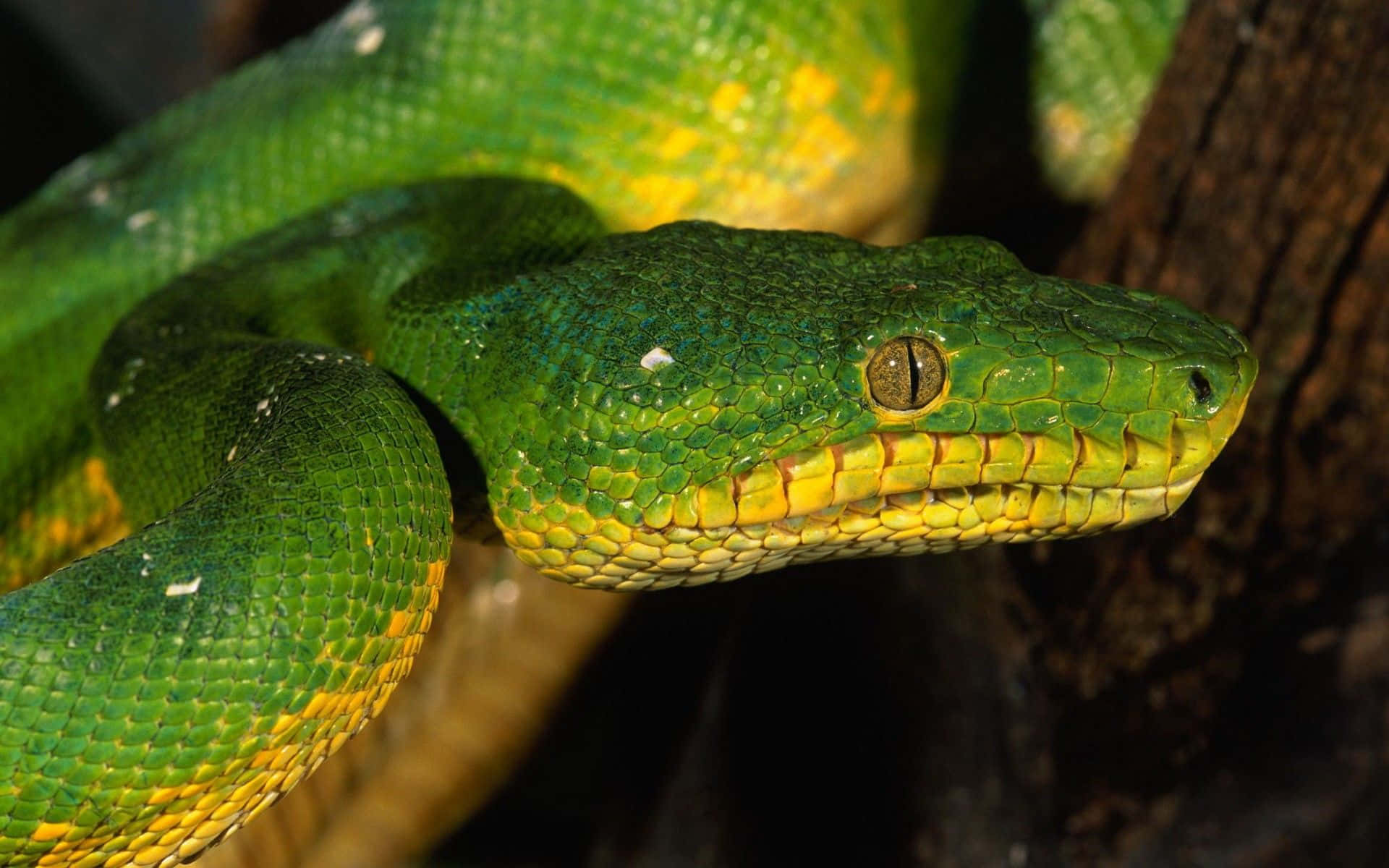 Yellow Snake 桌布 壁紙 — 一條充滿活力的綠色樹蟒帶有黃色斑點，在特寫鏡頭中纏繞在樹幹上。