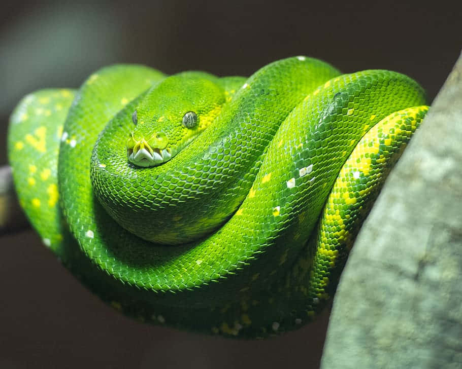 Python 桌布 壁紙 — 一條充滿活力的綠色樹蟒緊緊纏繞在有紋理的樹枝上，其鱗片在柔和光線下閃閃發光。