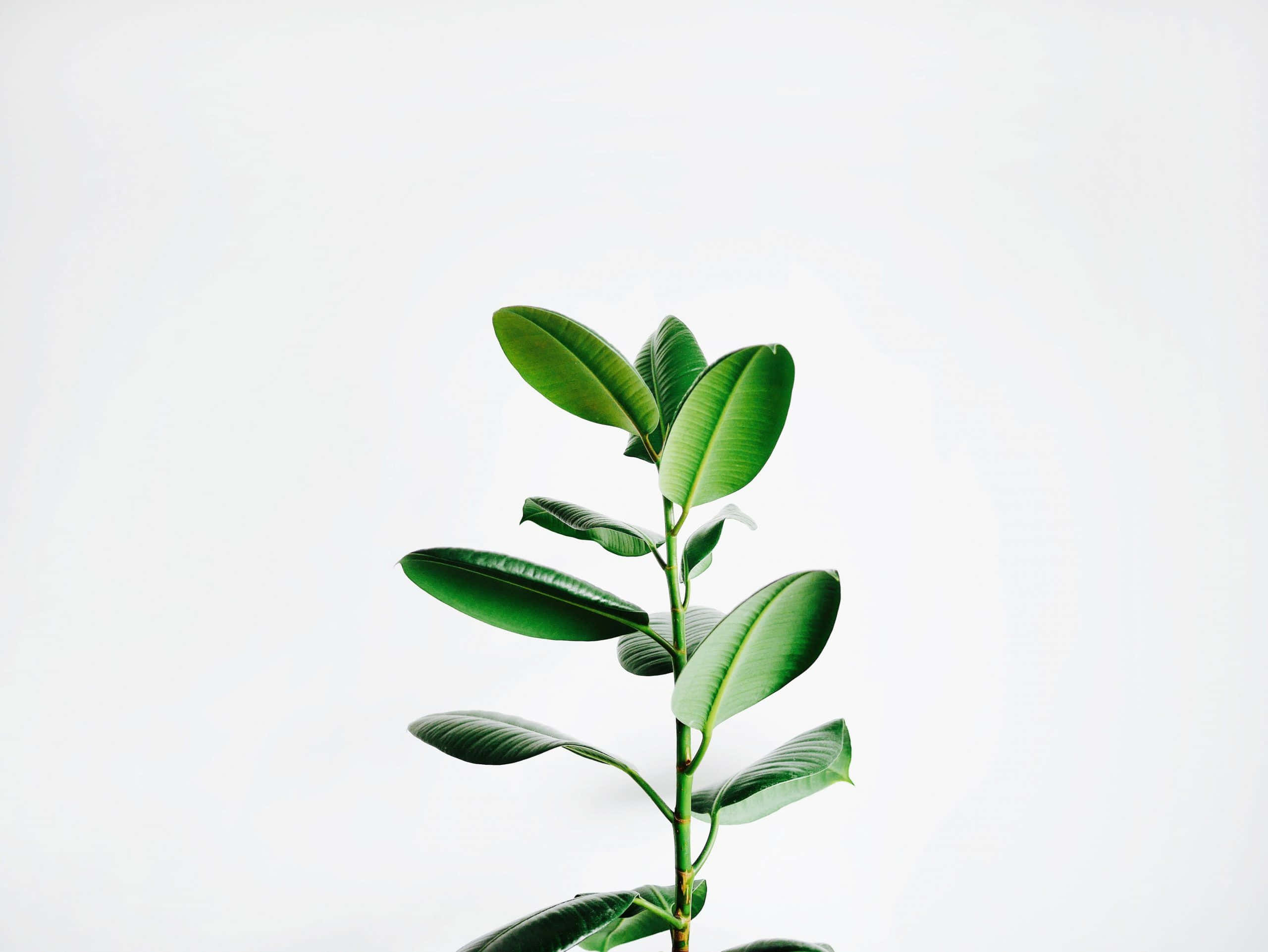 Minimalist Plant 桌布 壁紙 — 一條充滿活力的綠色橡膠植物莖，帶有光澤的葉子，在潔白的背景上豎立。