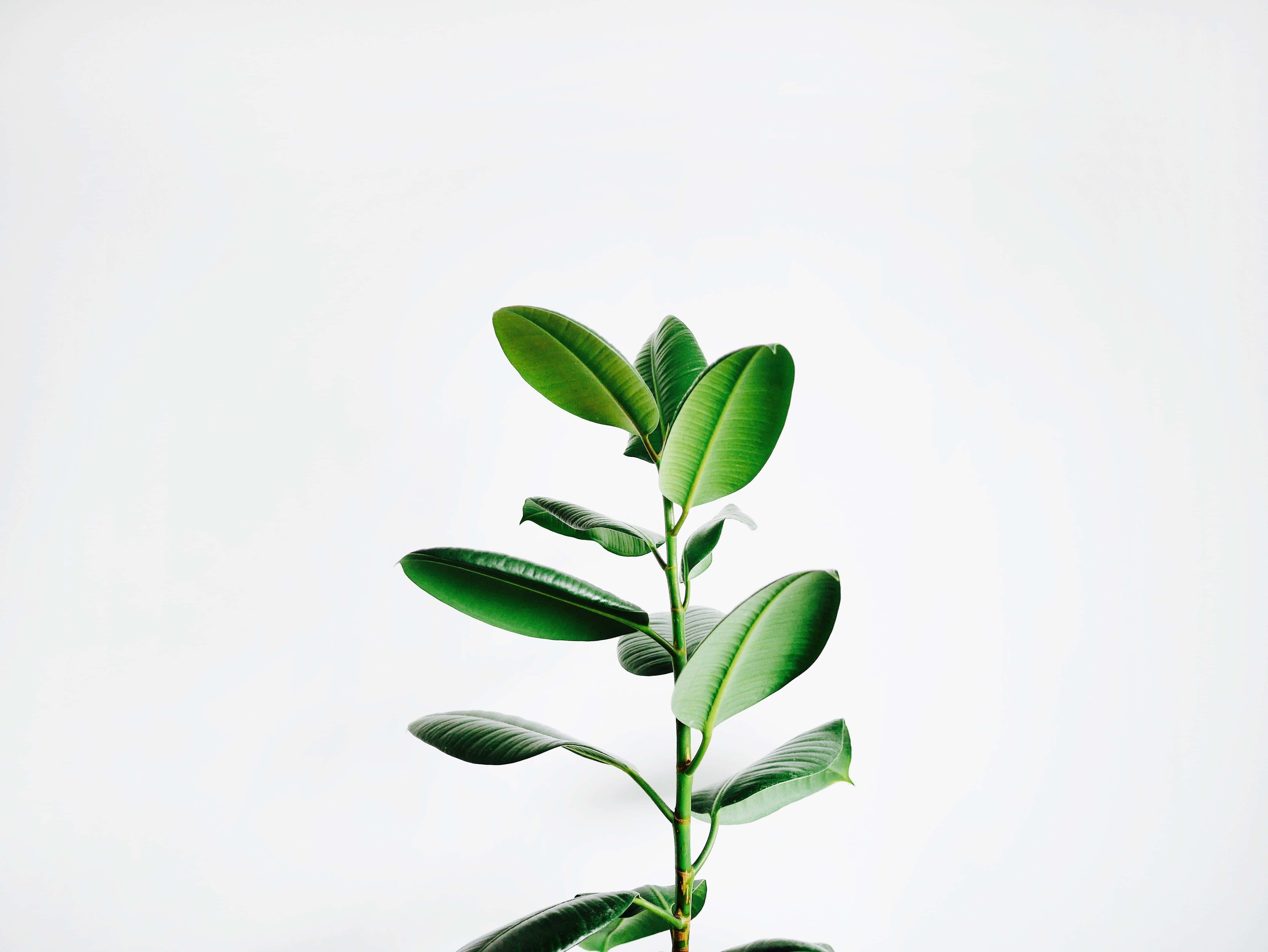 Plant 桌布 壁紙 — 一條充滿活力的綠色橡膠植物莖，帶有光澤的葉子，在潔白的背景上豎立。