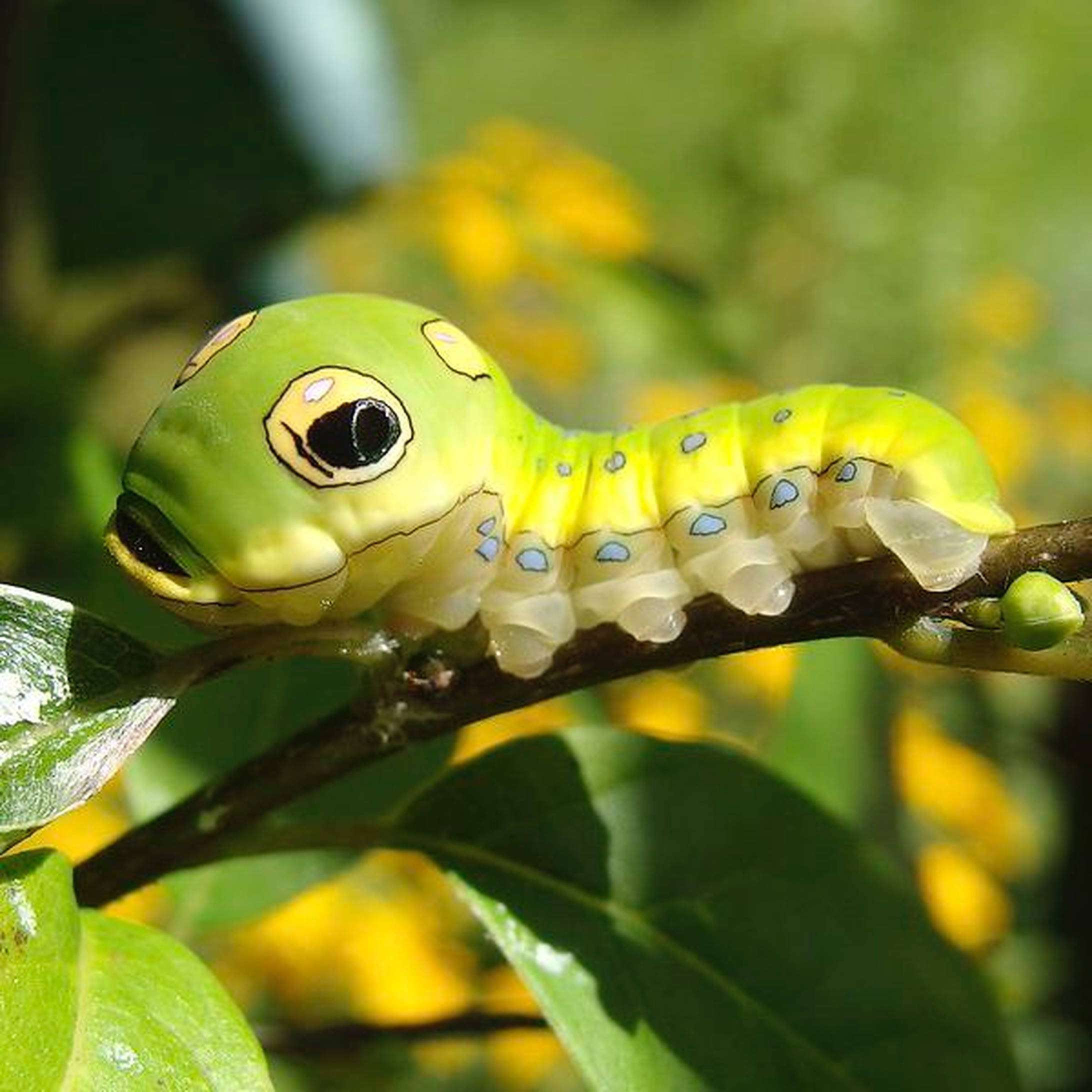 Caterpillar Insect 桌布 壁紙 — 一條充滿活力的綠色毛毛蟲，帶有卡通眼睛和藍色斑點，在陽光明媚的模糊背景下，爬在長滿葉子的樹枝上。