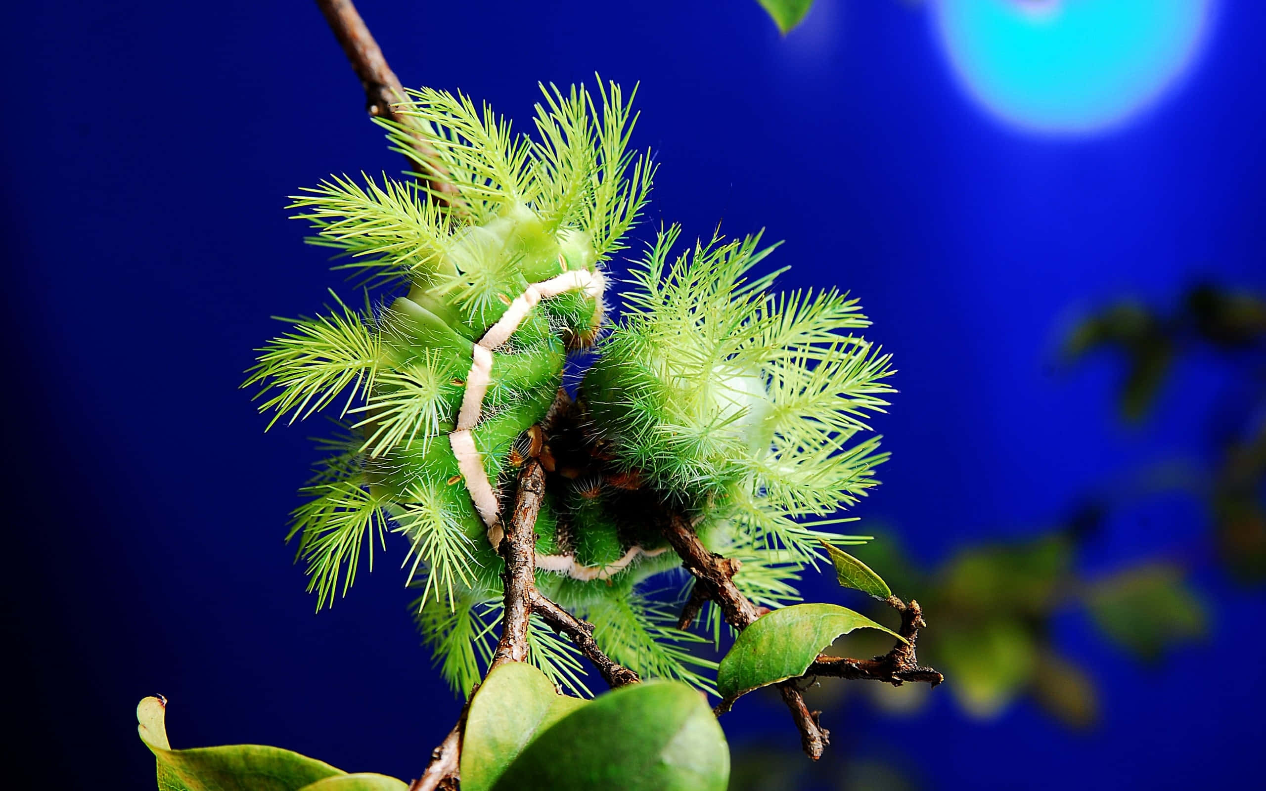 Caterpillar Transformation 桌布 壁紙 — 一條充滿活力的綠色毛毛蟲，帶有尖刺的剛毛，緊貼在樹枝上，背景是深藍色和一個發光的球體。