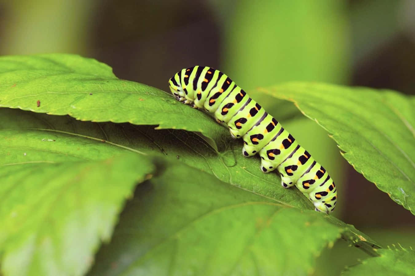 Caterpillar Insect 桌布 壁紙 — 一條充滿活力的綠色毛毛蟲，帶有醒目的黑色和橙色斑紋，在柔焦的自然環境中爬過一片茂盛的綠葉。