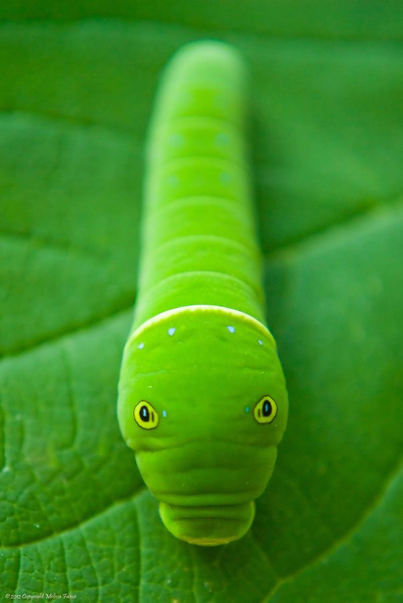 Caterpillar Insect 桌布 壁紙 — 一條充滿活力的綠色毛毛蟲，有著引人注目的黃色眼睛，在特寫鏡頭中停在一塊茂盛的綠葉上。