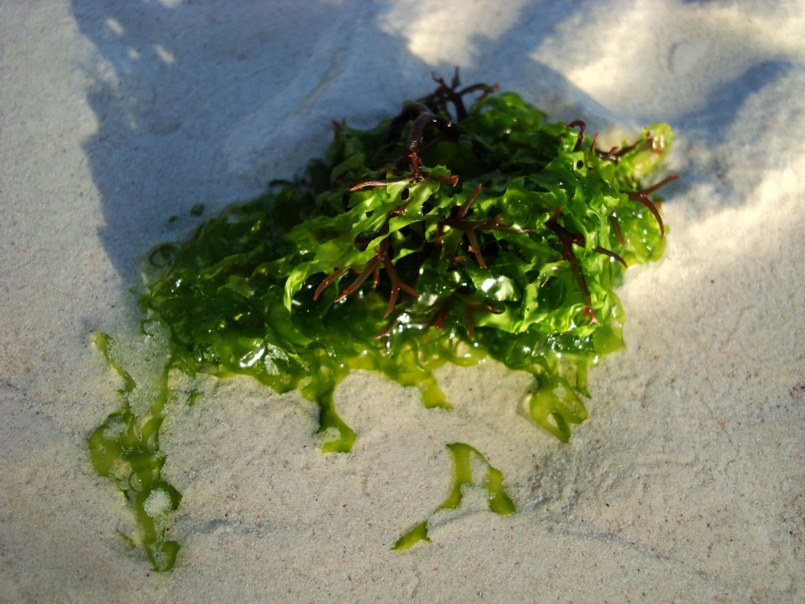 Sea Weed 桌布 壁紙 — 一條充滿活力的綠色海藻帶有深紅色卷鬚，在強烈陽光下躺在明亮的白色沙灘上。