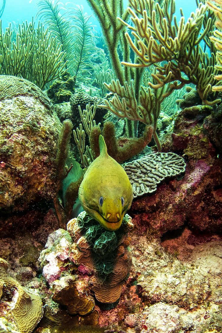 海洋 桌布 壁紙 — 一條充滿活力的綠色海鰻從珊瑚縫隙中窺視，周圍是色彩繽紛的水下礁石 formations。