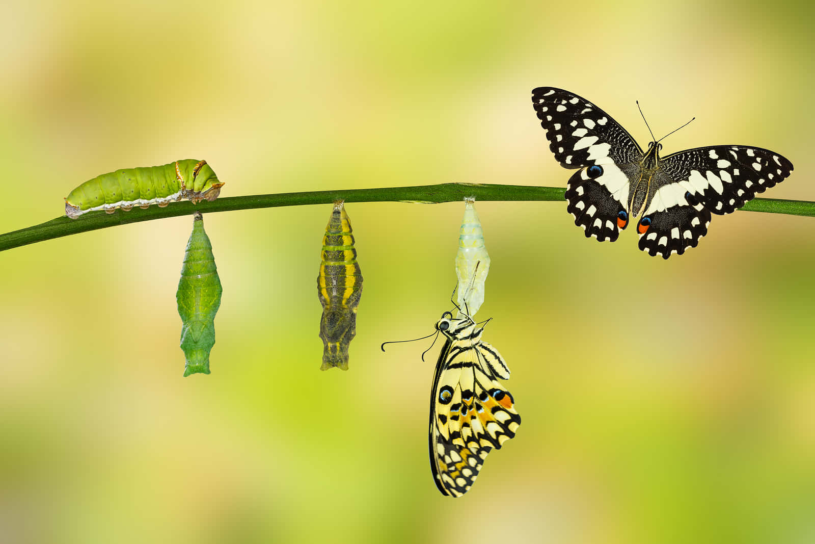 Caterpillar Transformation 桌布 壁紙 — 一條充滿活力的綠色莖上展示了一個毛毛蟲蛹和兩隻正在蛻變的蝴蝶，背景柔和模糊。