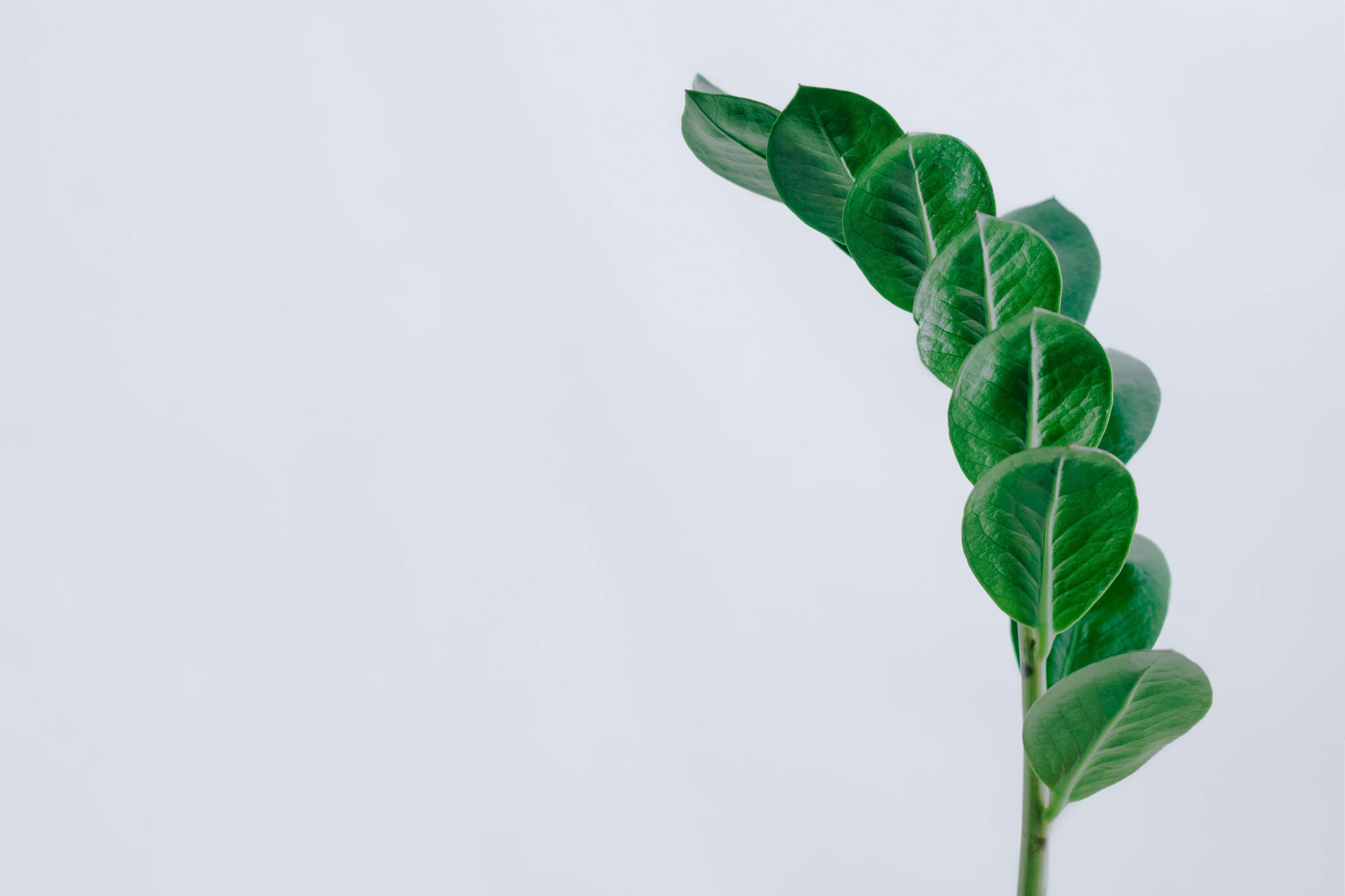 Plant Aesthetic 桌布 壁紙 — 一條充滿活力的綠色葉莖在柔和的白色背景上優雅地彎曲。