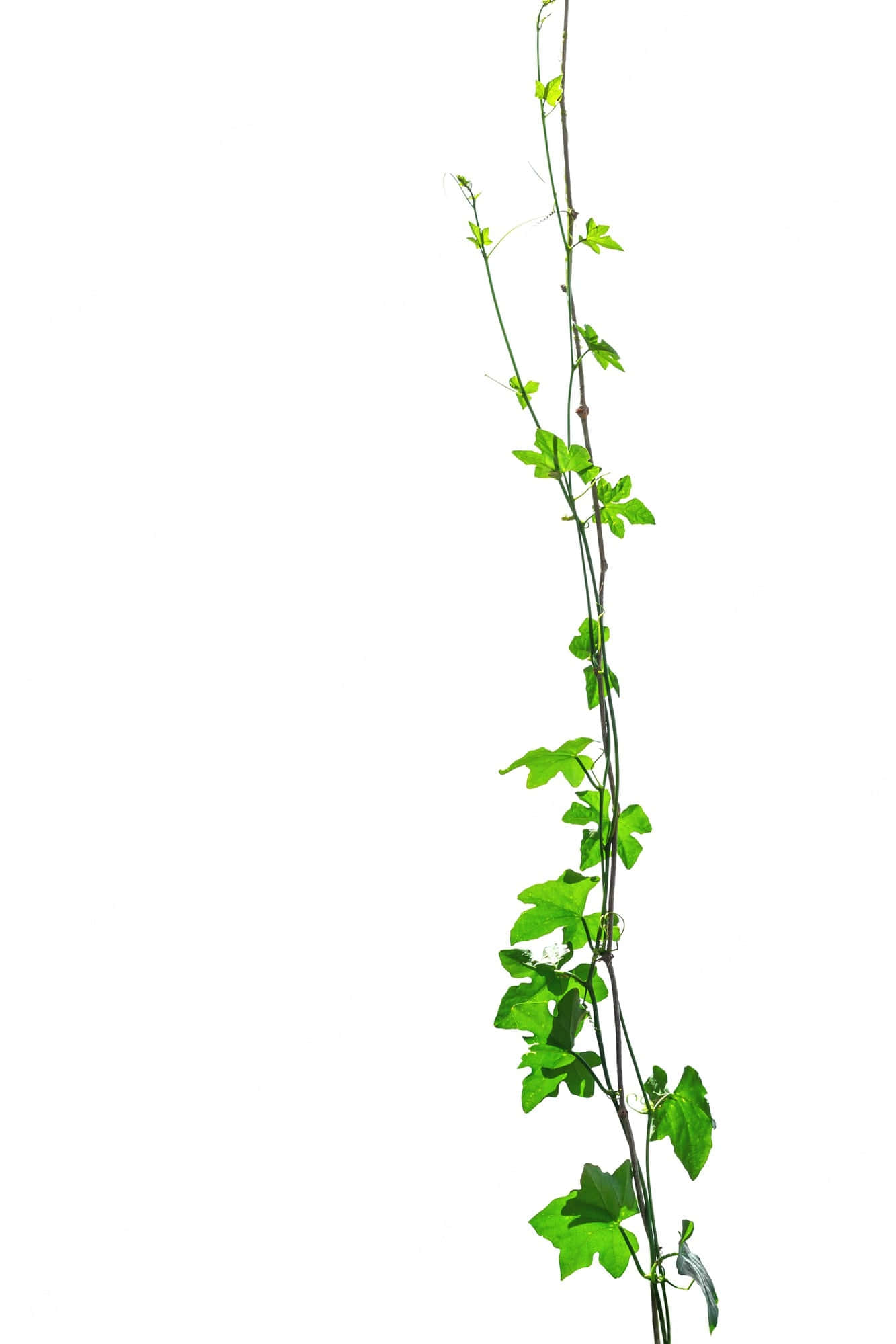 vine 桌布 壁紙 — 一條充滿活力的綠色藤蔓，帶有心形葉子，在純白色背景上垂直攀爬。