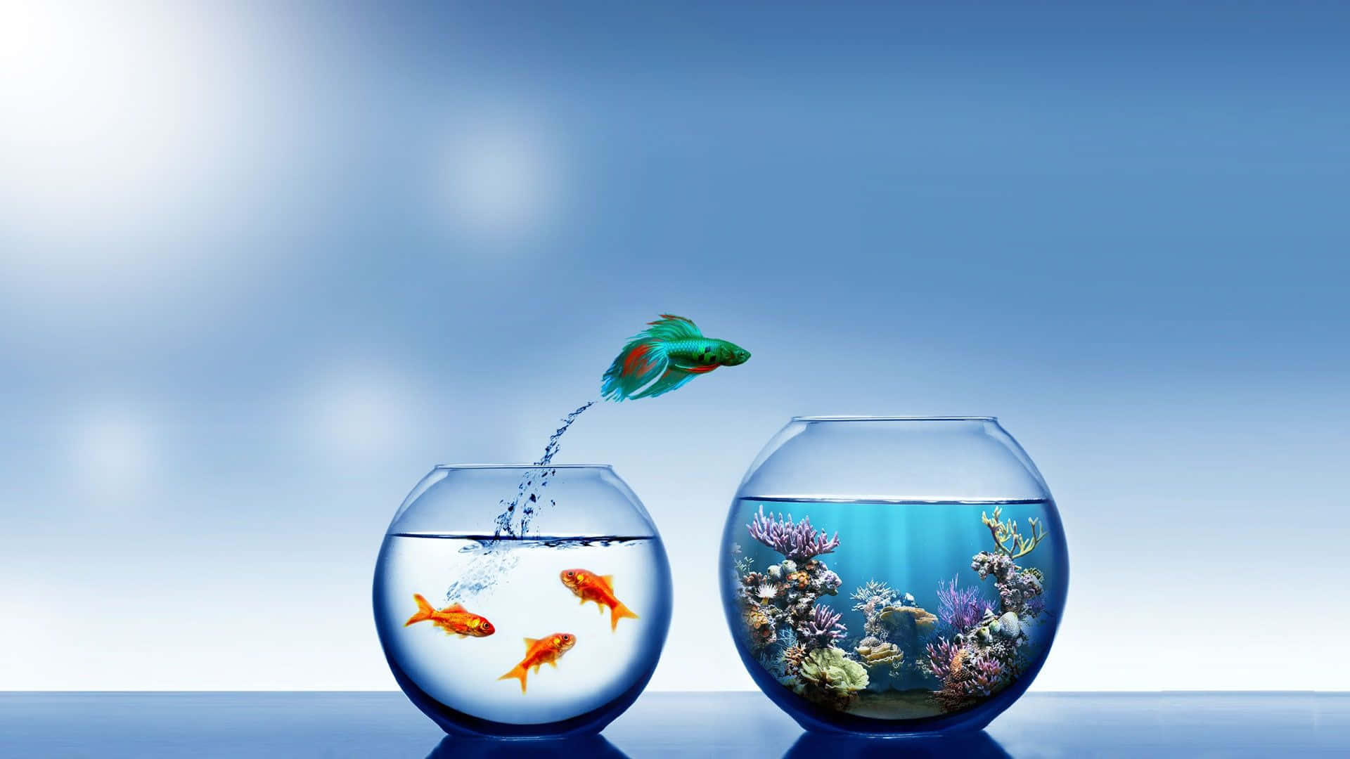 魚 桌布 壁紙 — 一條充滿活力的綠色鬥魚從一個普通的碗跳到一個色彩繽紛、充滿珊瑚的碗，背景是柔和的藍色漸變。