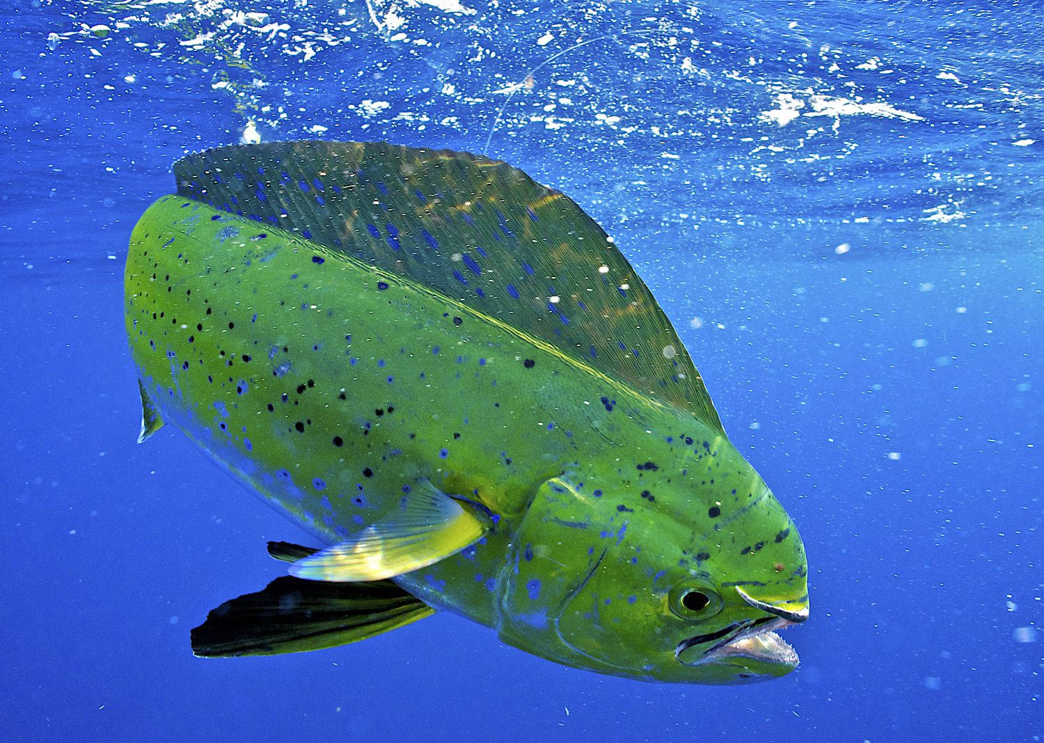 一條綠色斑點魚在藍色海水中靠近表面游泳。 — 魚 GIF 壁紙