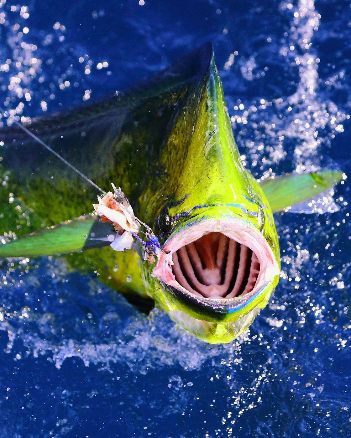 鬼頭刀魚咬住魚餌從藍色海水中躍出 — 釣魚 GIF 壁紙
