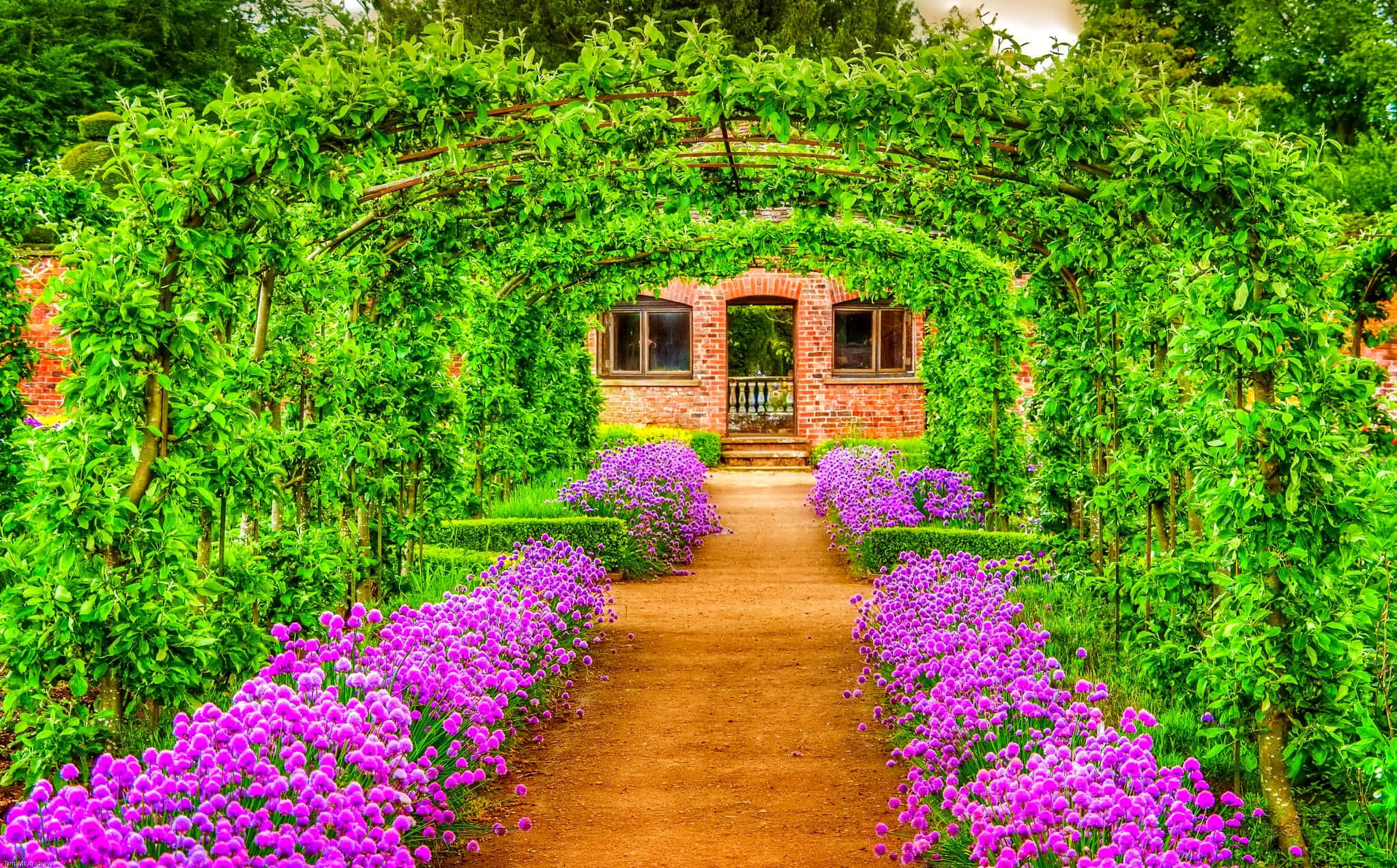 Garden Design 桌布 壁紙 — 一條充滿活力的花園小徑，兩旁種滿紫色蔥花和茂密的綠色藤蔓，拱形延伸至一間磚屋。