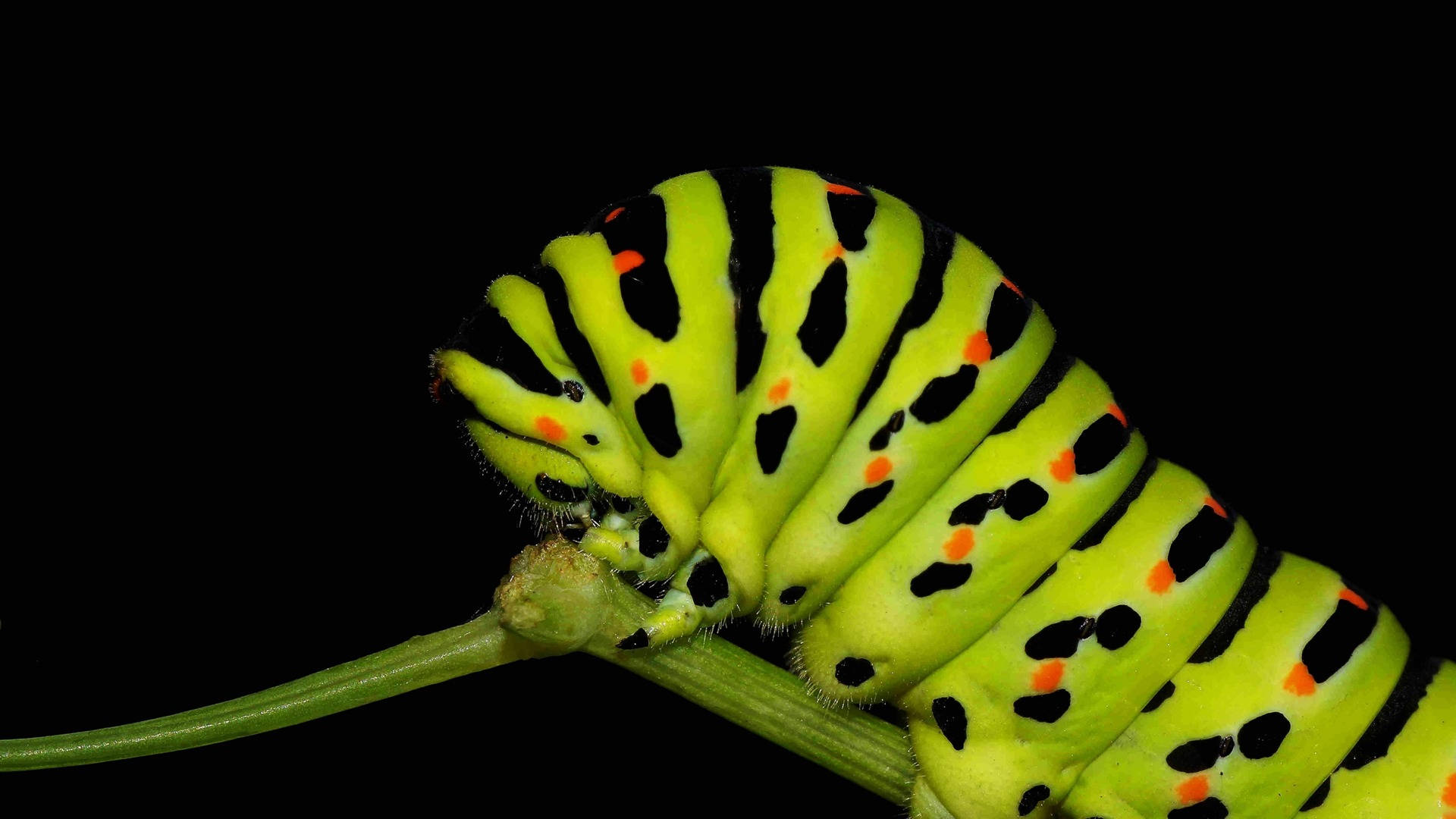 Caterpillar Insect 桌布 壁紙 — 一條充滿活力的萊姆綠色毛毛蟲，帶有黑色條紋和橙色斑點，緊貼在純黑色背景下的綠色莖上。