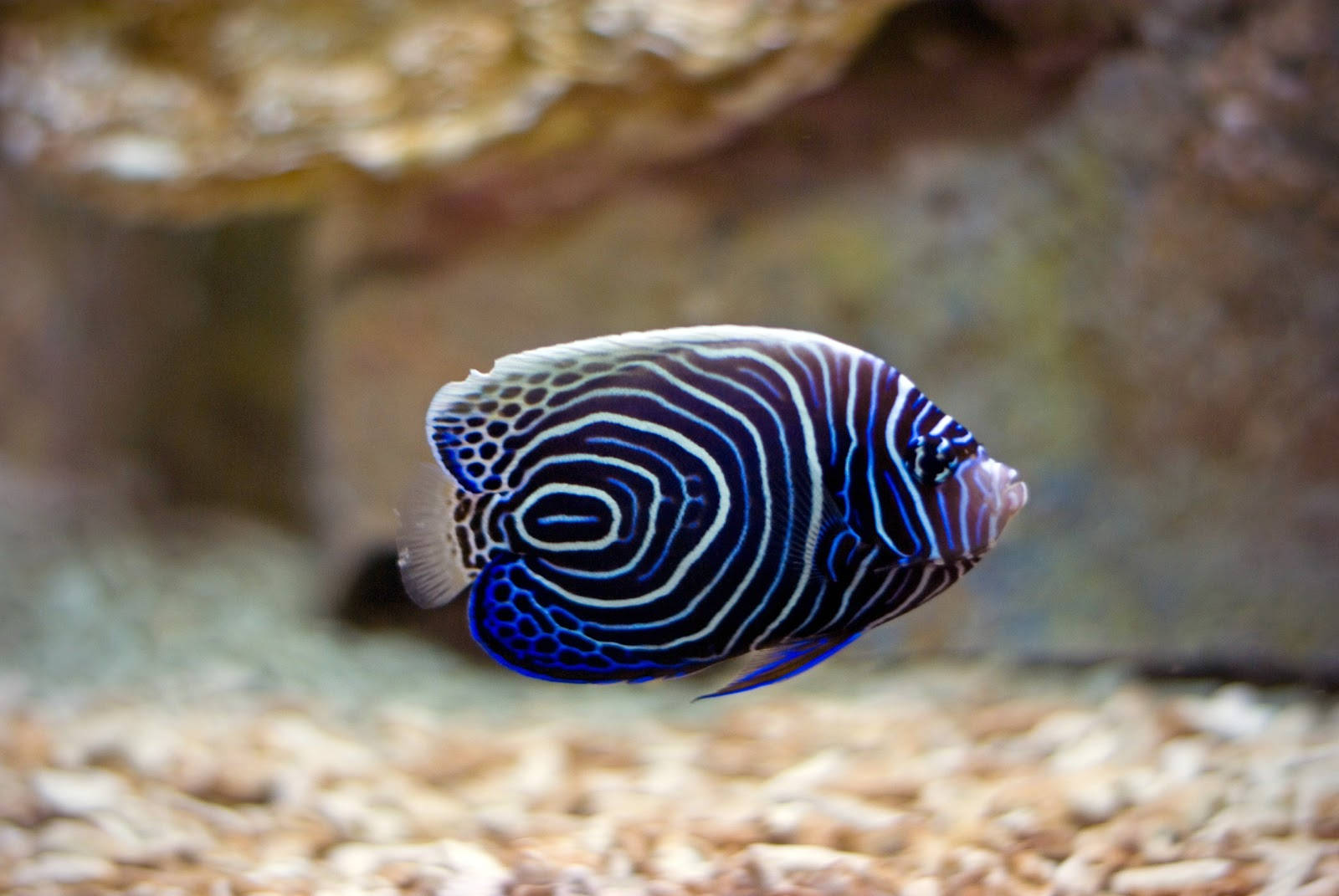 酷魚 桌布 壁紙 — 一條充滿活力的藍白條紋神仙魚在岩石水族箱背景附近優雅地游動。
