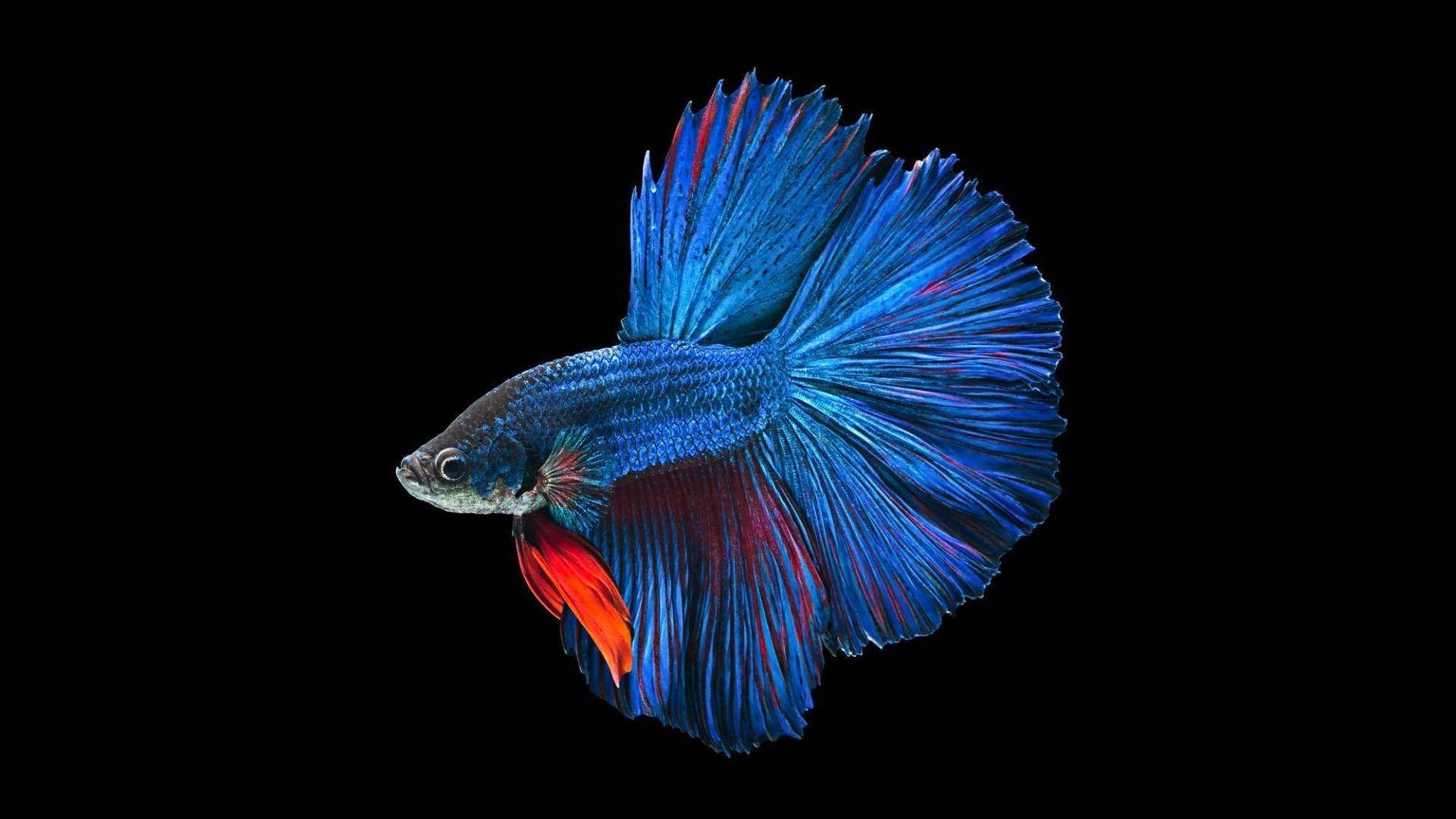 Betta Fish 桌布 壁紙 — 一條充滿活力的藍紅鬥魚，魚鰭飄逸，在純黑背景下閃耀。