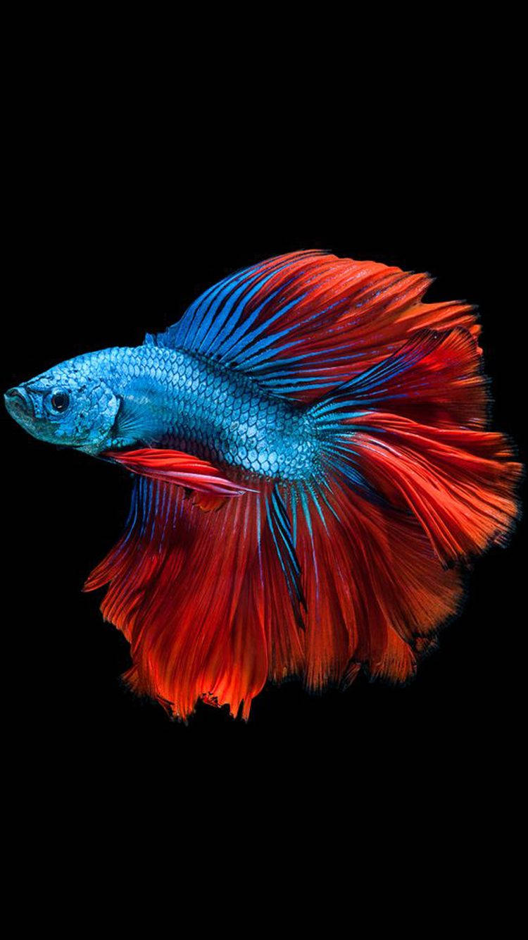 動物 桌布 壁紙 — 一條充滿活力的藍紅鬥魚，魚鰭飄逸，在純黑色背景下閃耀。