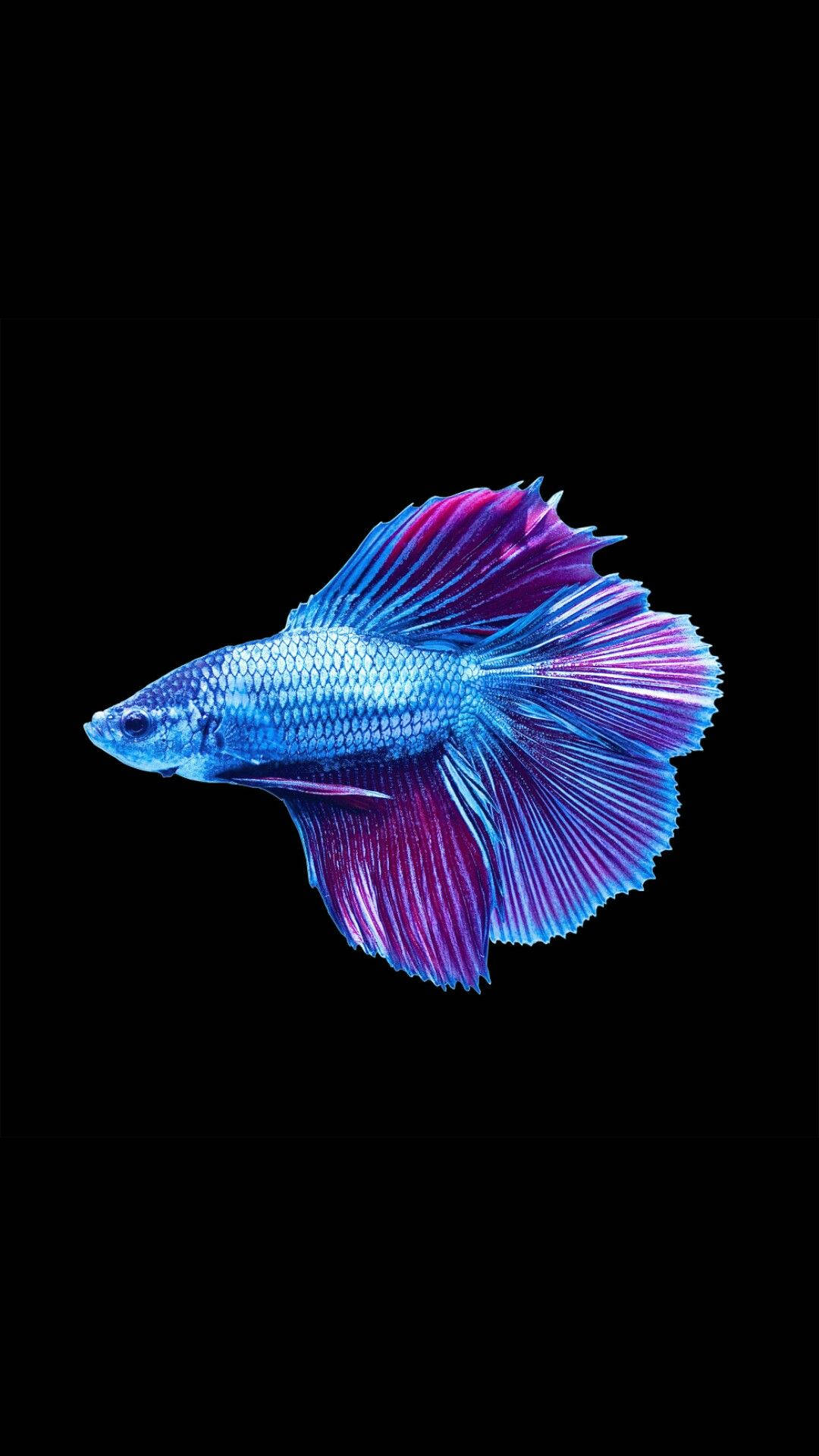 酷魚 桌布 壁紙 — 一條充滿活力的藍紫色鬥魚，擁有流動的魚鰭，在純黑色背景上閃耀。