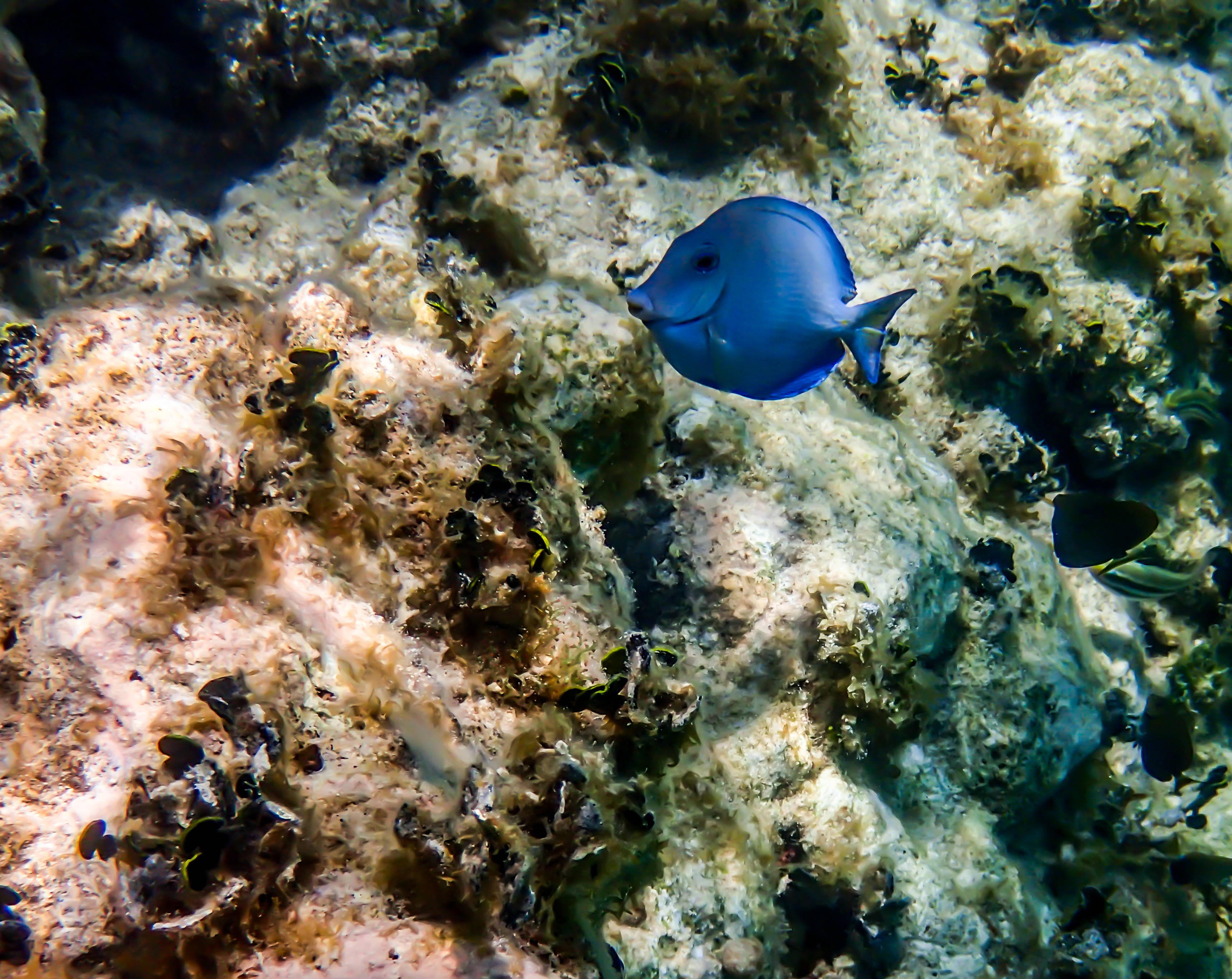 Antigua And Barbuda 桌布 壁紙 — 一條充滿活力的藍色刺尾魚在紋理豐富的珊瑚礁上優雅地游動，沐浴在清澈的水下陽光中。