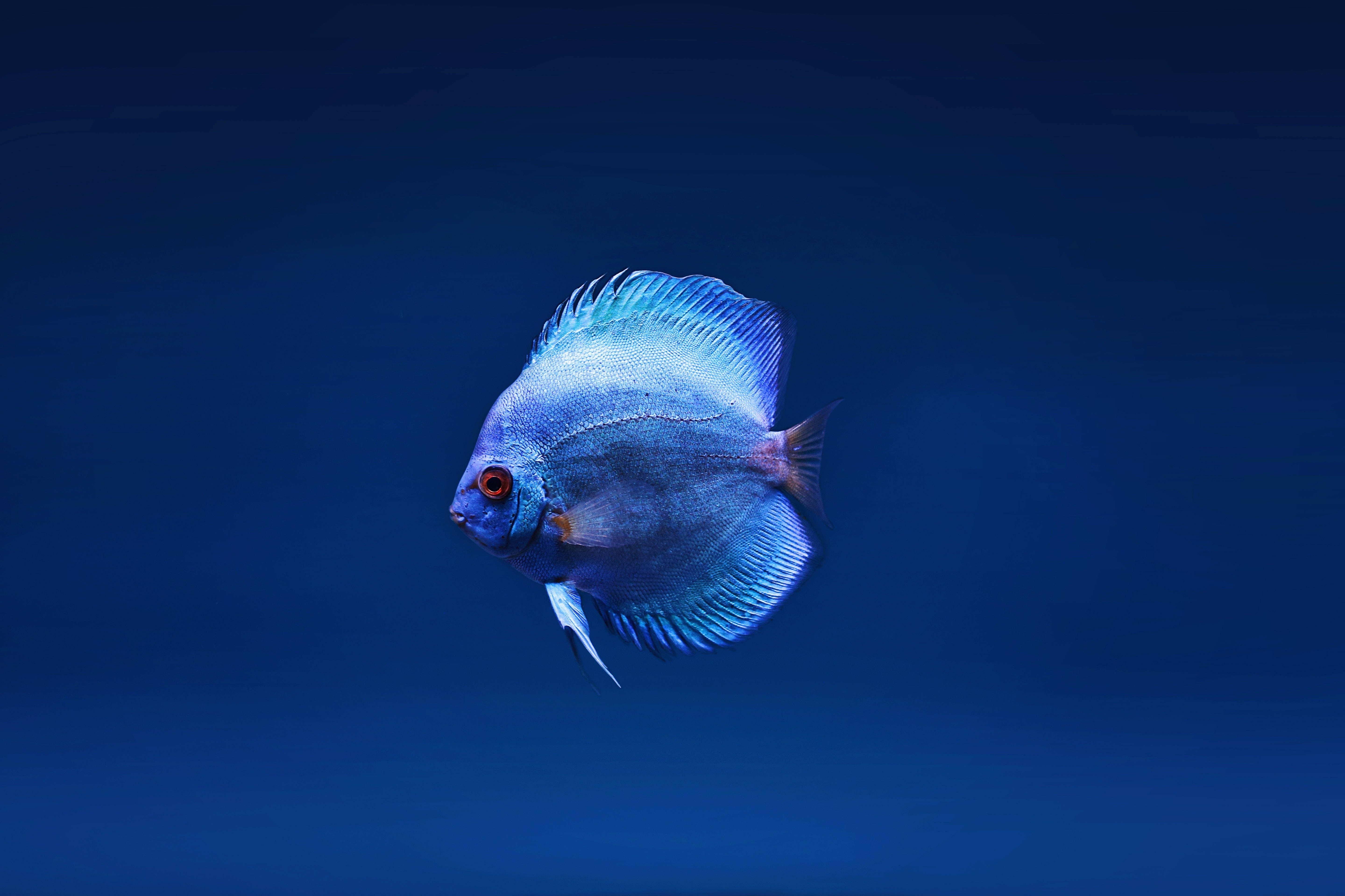 魚 桌布 壁紙 — 一條充滿活力的藍色神仙魚，帶有引人注目的紅色眼睛，在深藍色的海水中優雅地滑行。